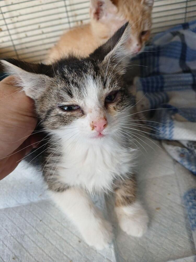 Enlarge Church, a Adoptable Domestic Short Hair in Thatcher, AZ image 1/1