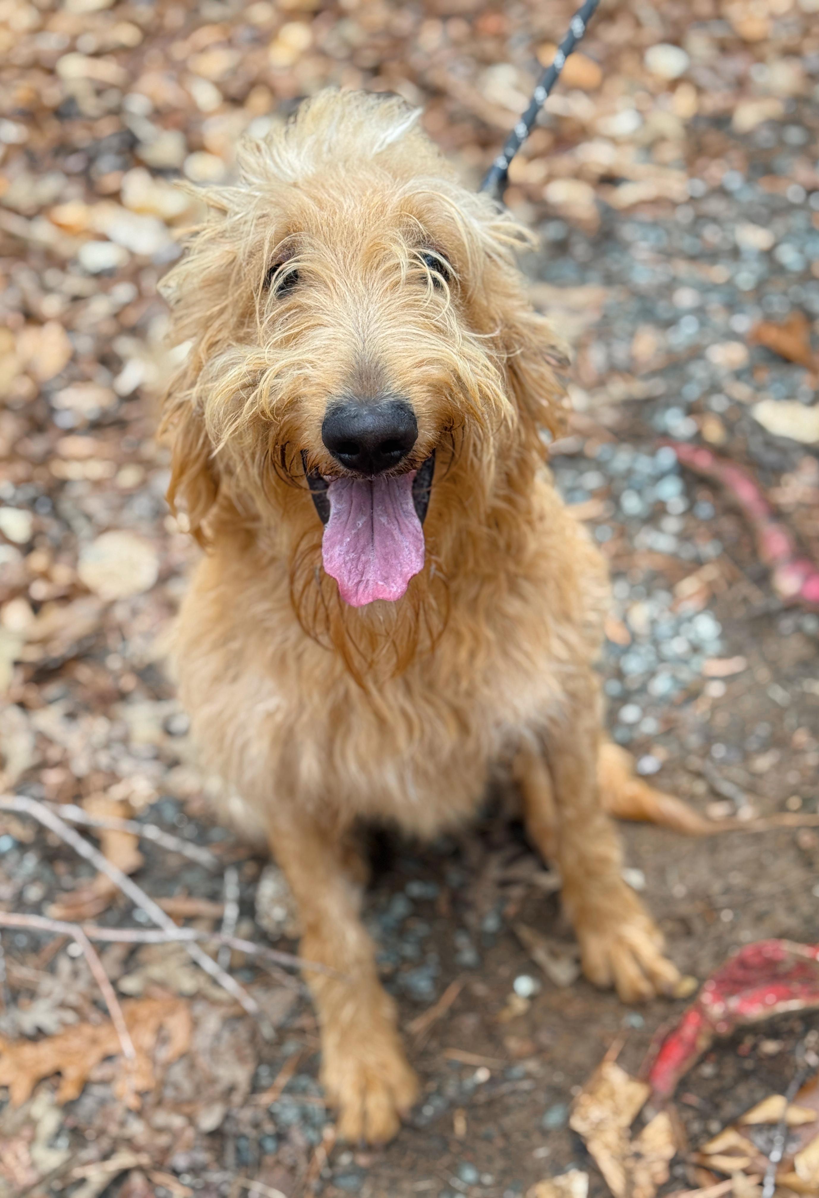 Enlarge Bosley, a ADOPTABLE Goldendoodle in Richmond, VA image 3/6