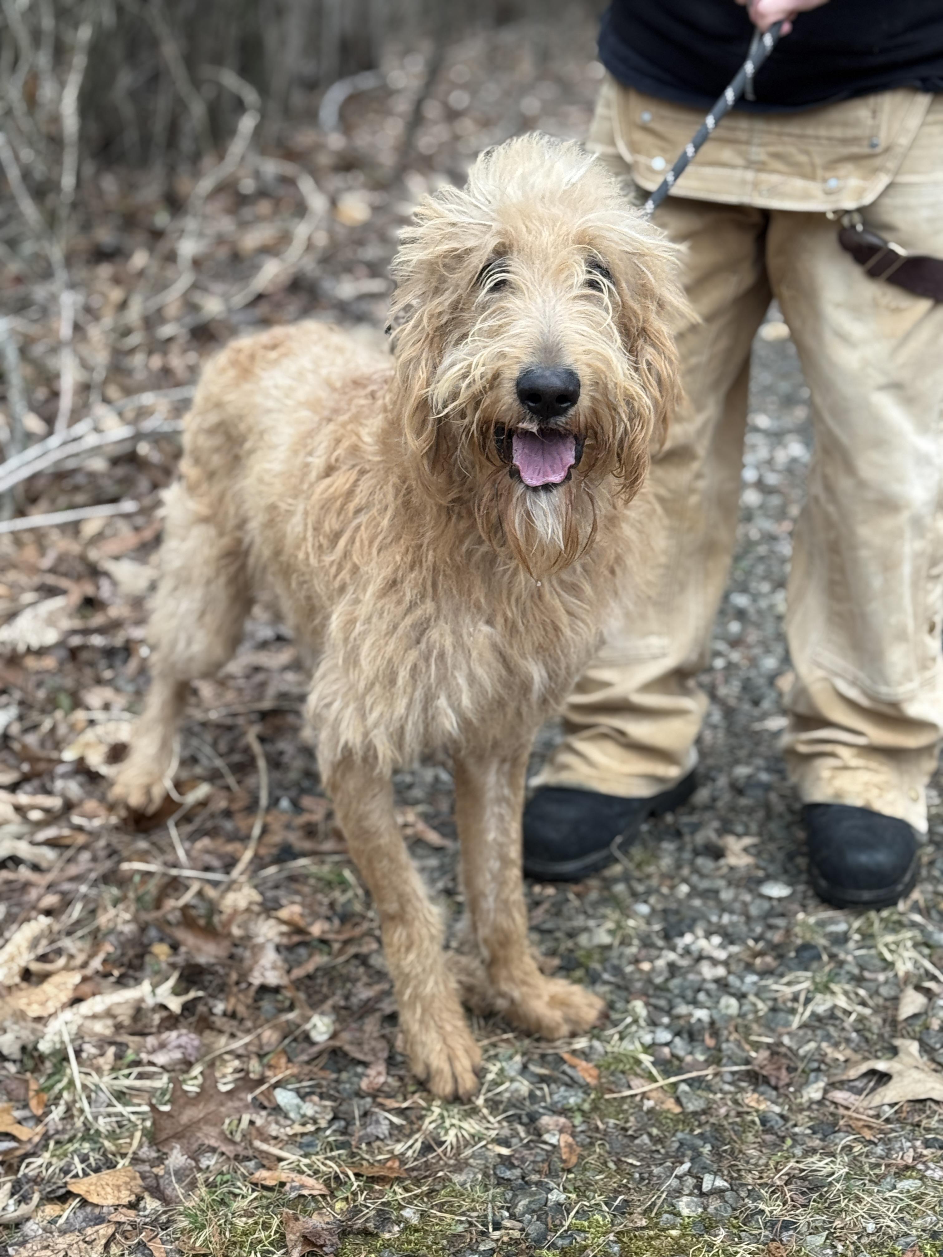 Enlarge Bosley, a ADOPTABLE Goldendoodle in Richmond, VA image 5/6