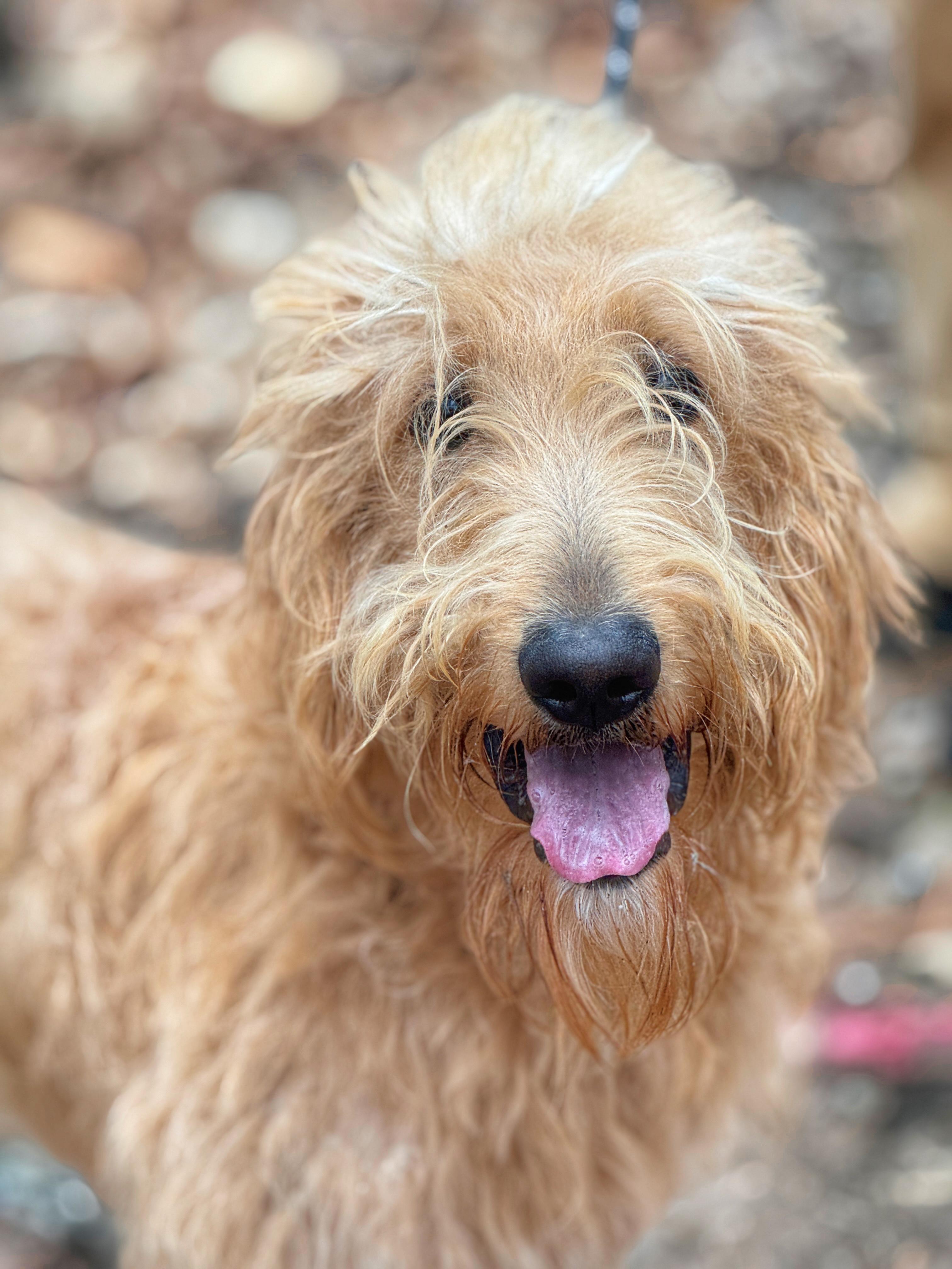 Enlarge Bosley, a ADOPTABLE Goldendoodle in Richmond, VA image 1/6