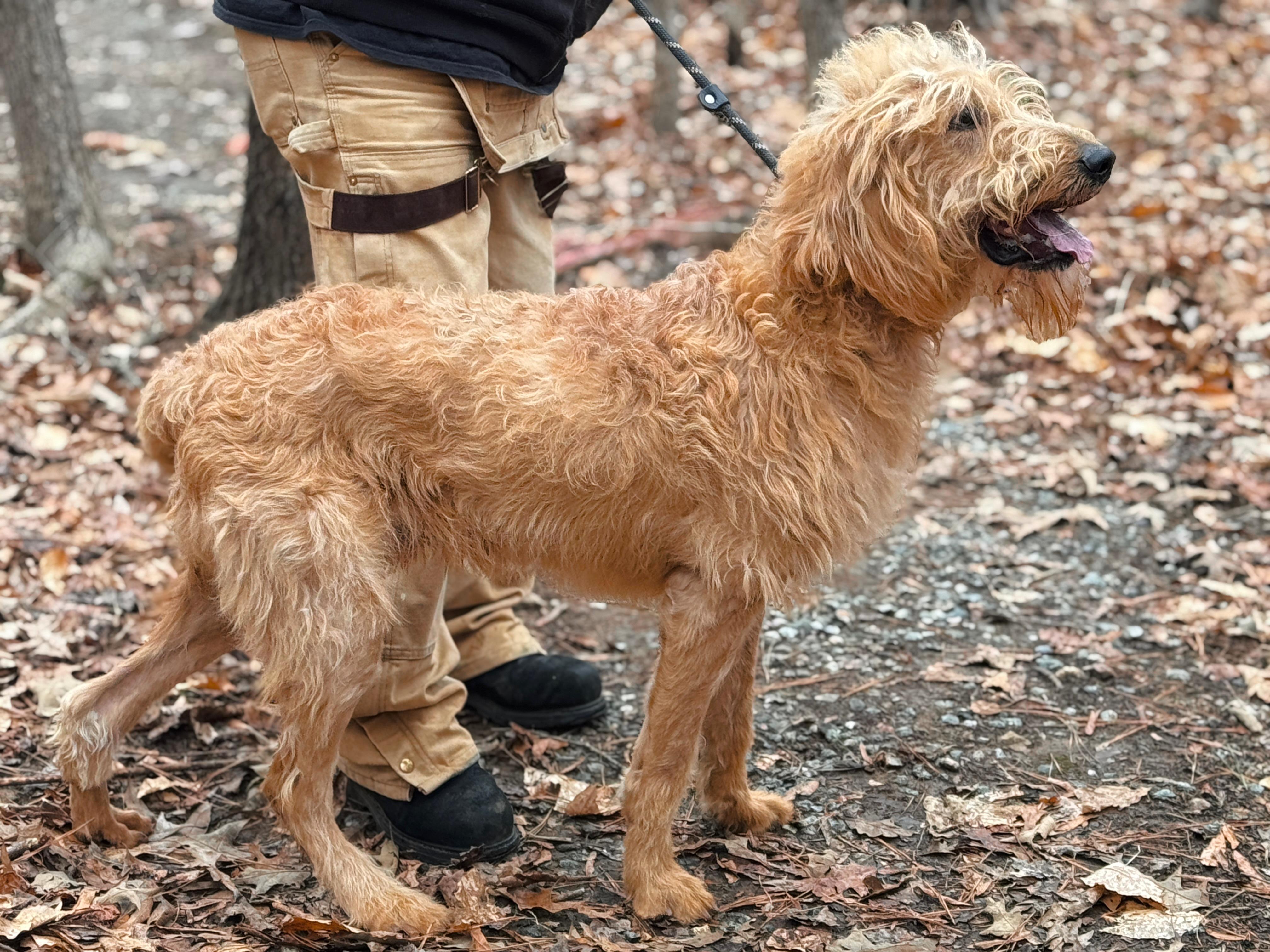 Enlarge Bosley, a ADOPTABLE Goldendoodle in Richmond, VA image 2/6