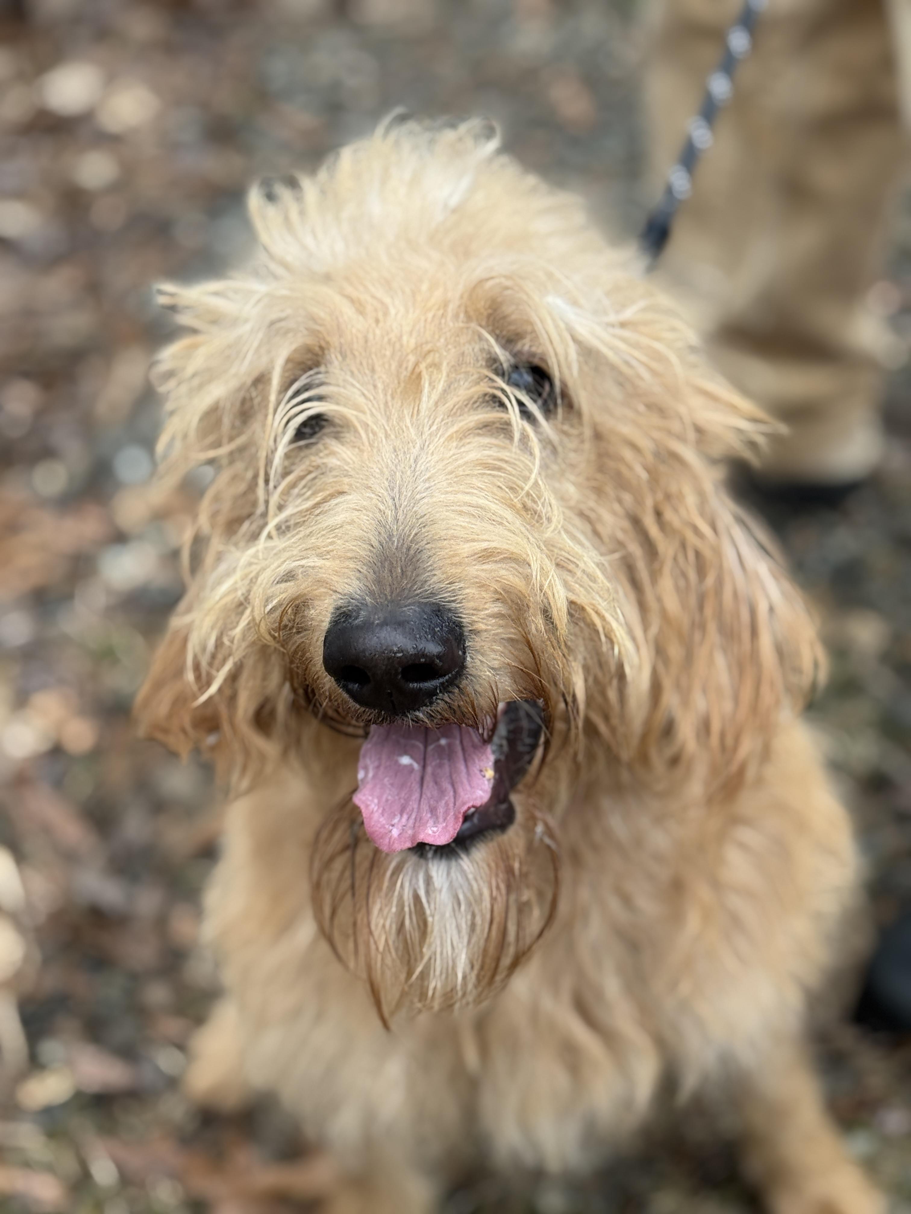 Enlarge Bosley, a ADOPTABLE Goldendoodle in Richmond, VA image 4/6