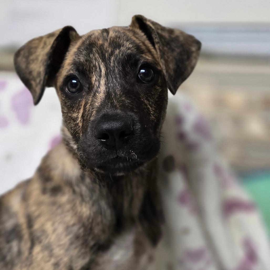 Enlarge Micha, a Adoptable mixed breed in Kissimmee, FL image 1/2