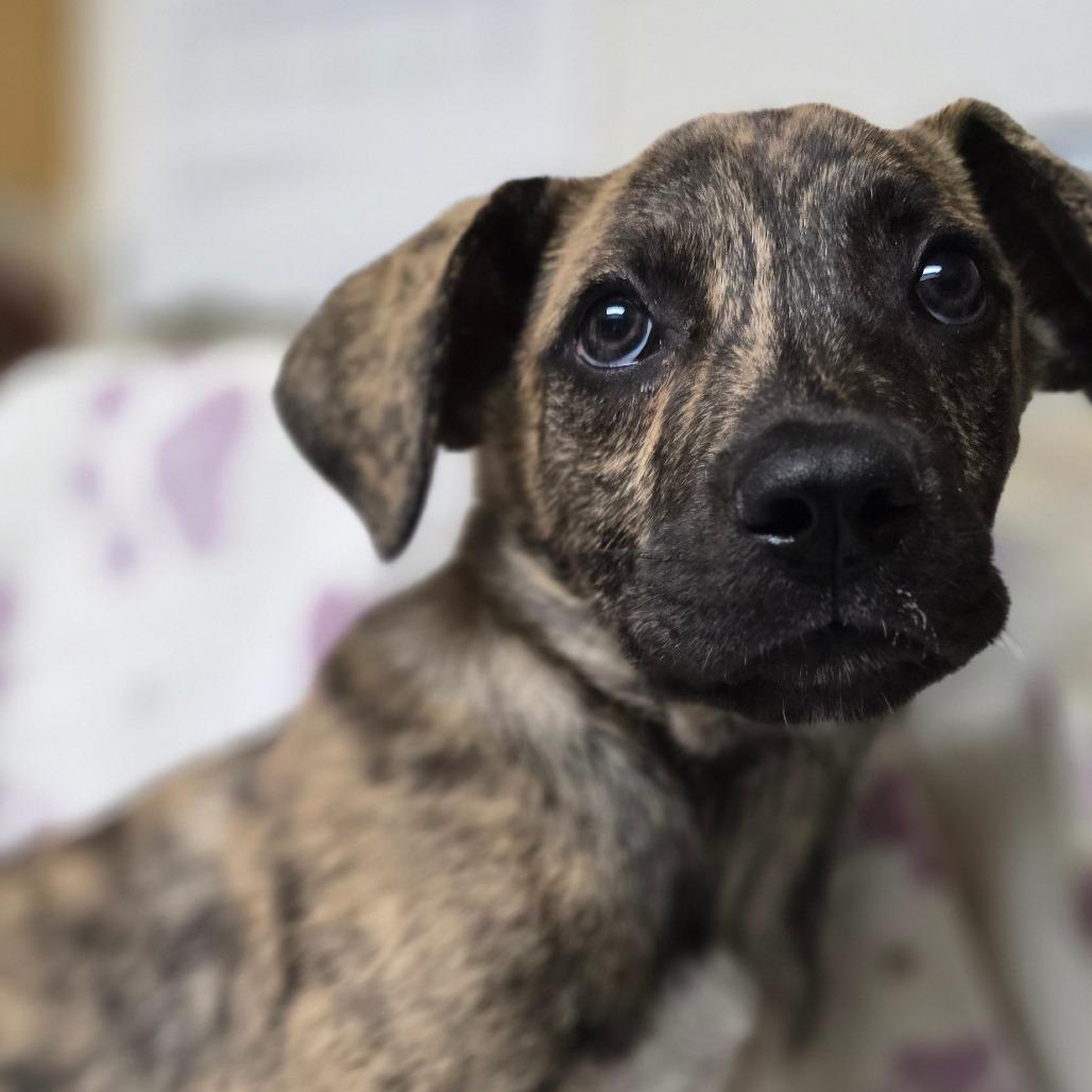 Enlarge Micha, a Adoptable mixed breed in Kissimmee, FL image 2/2