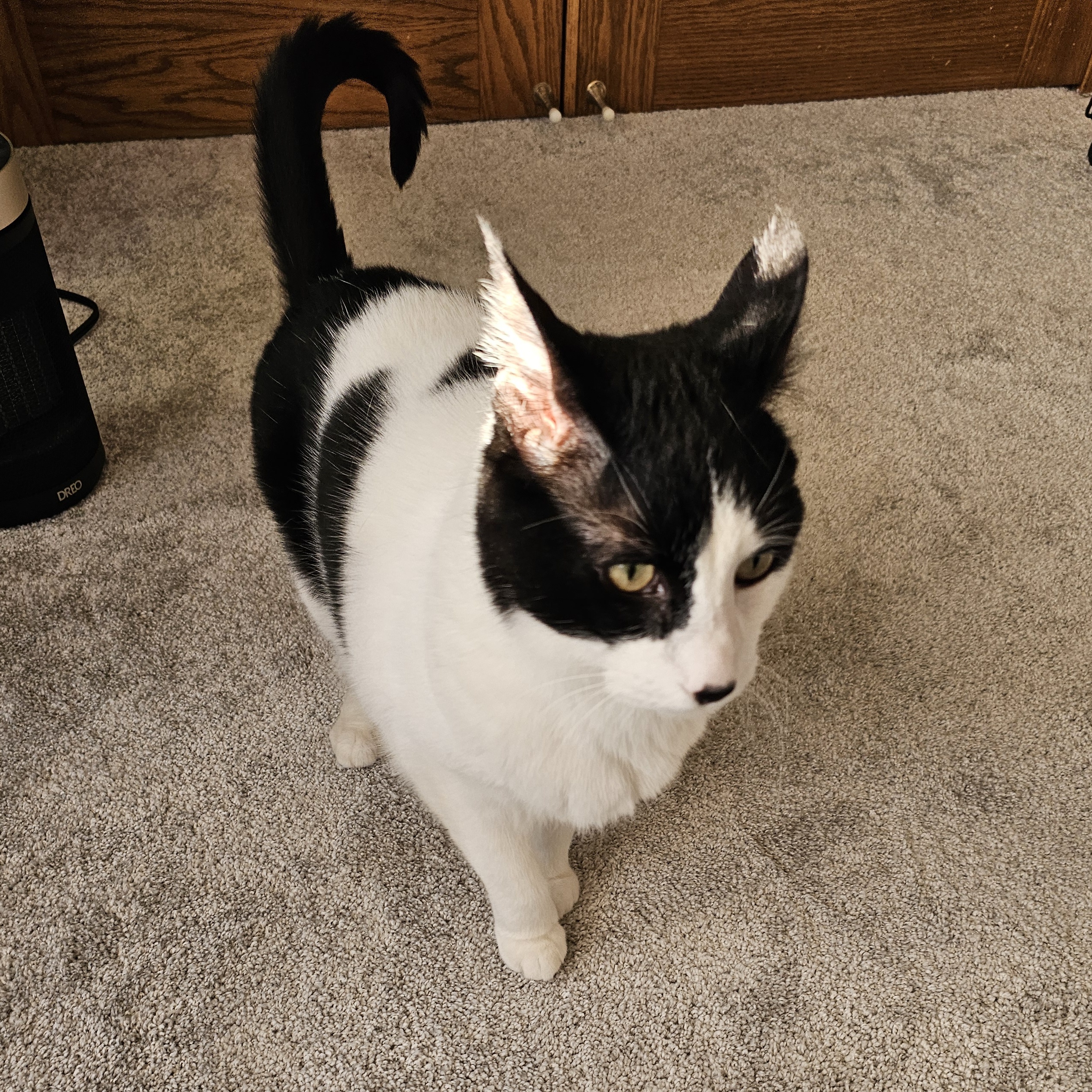 Enlarge Tonka, a Adoptable mixed breed in Lindstrom , MN image 5/6