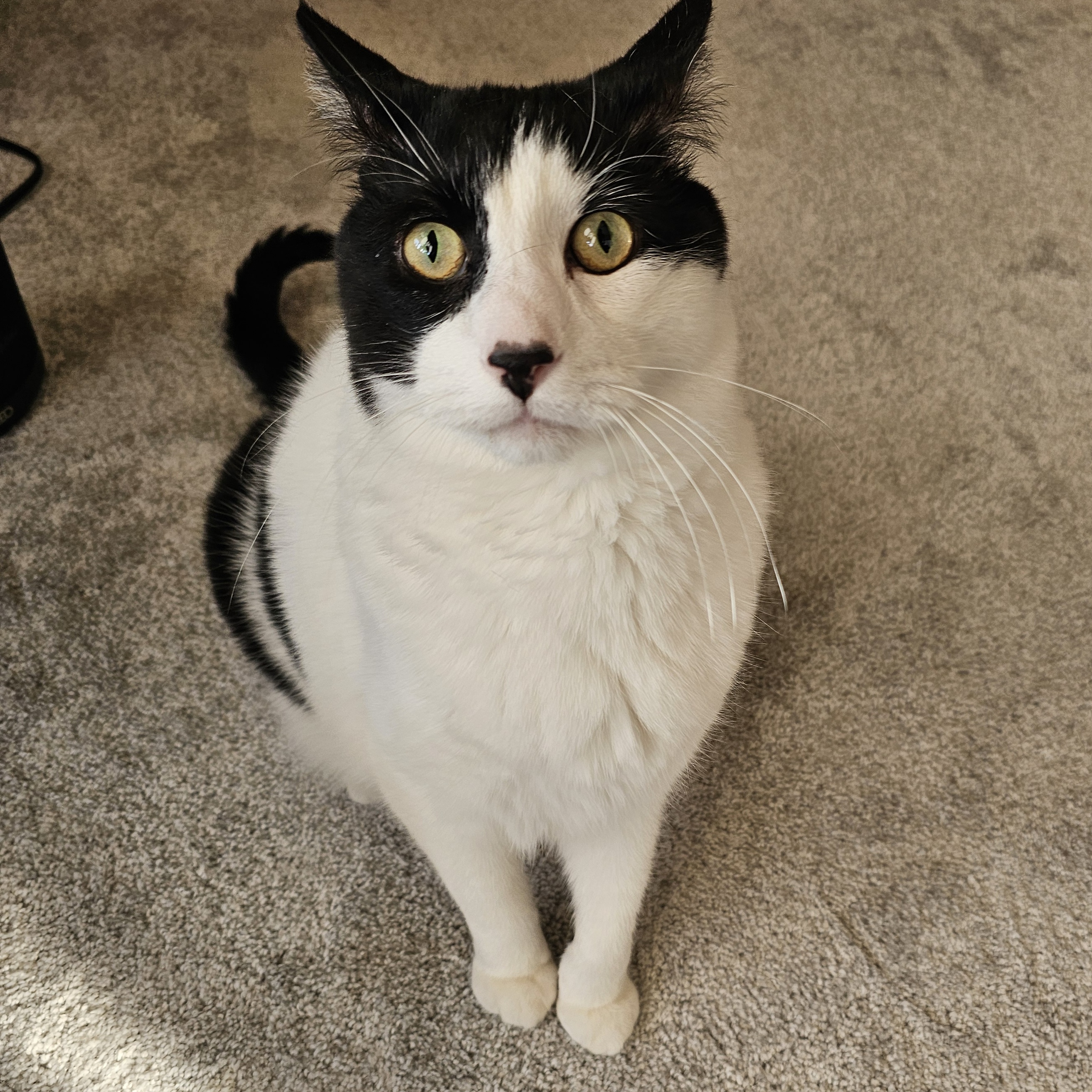 Enlarge Tonka, a Adoptable mixed breed in Lindstrom , MN image 1/6