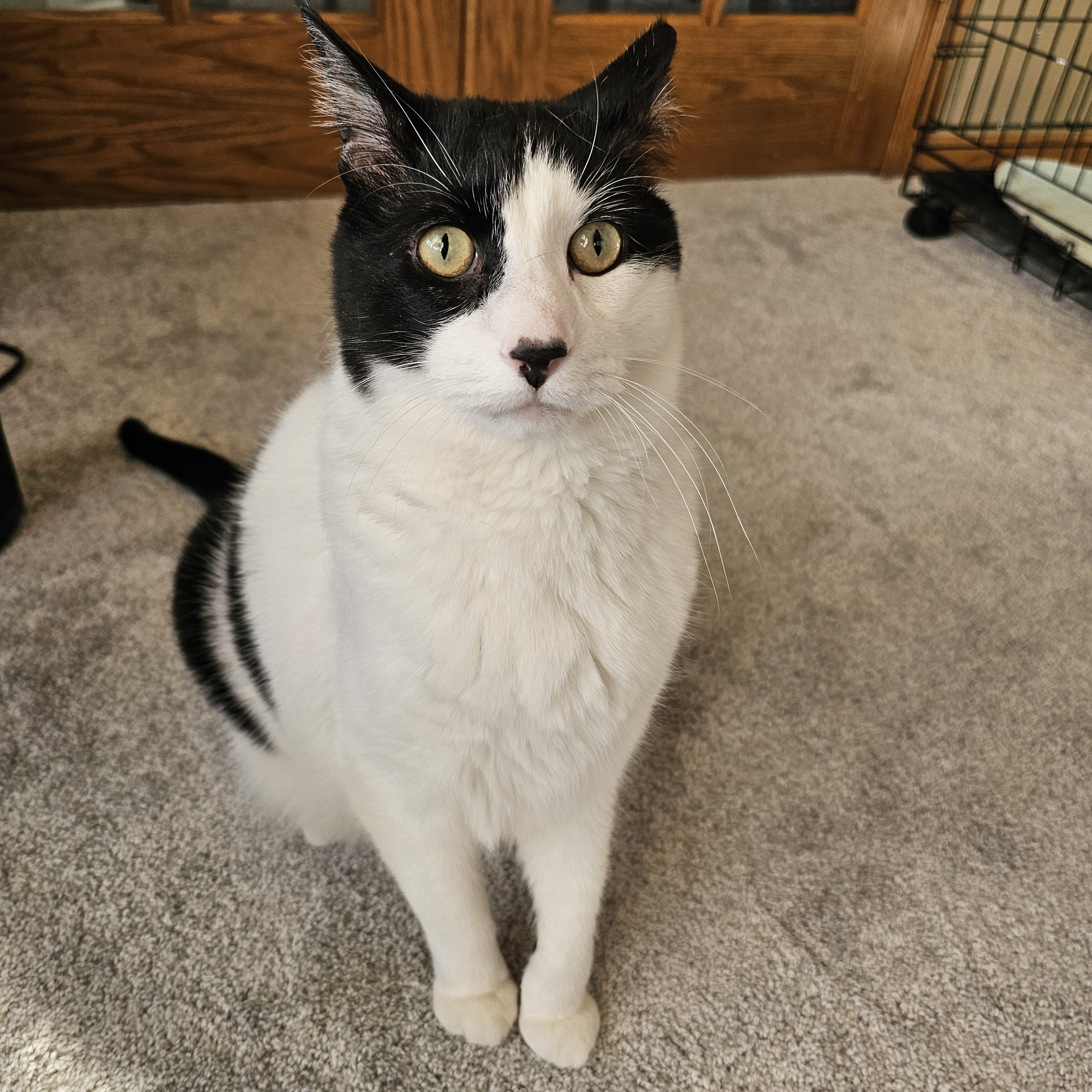 Enlarge Tonka, a Adoptable mixed breed in Lindstrom , MN image 6/6