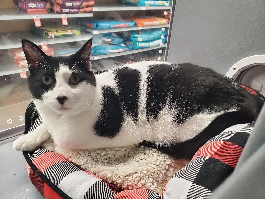 Enlarge Tonka, a Adoptable mixed breed in Lindstrom , MN image 4/6