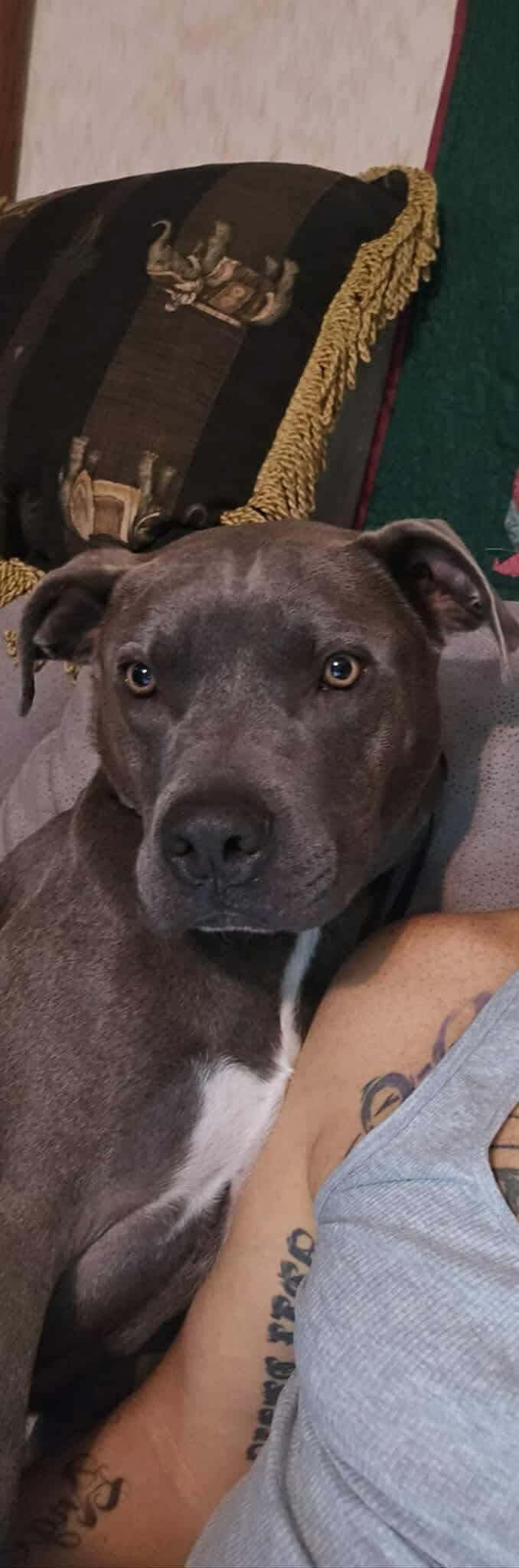 McTitus, Adoptable, Adult Male American Bully.