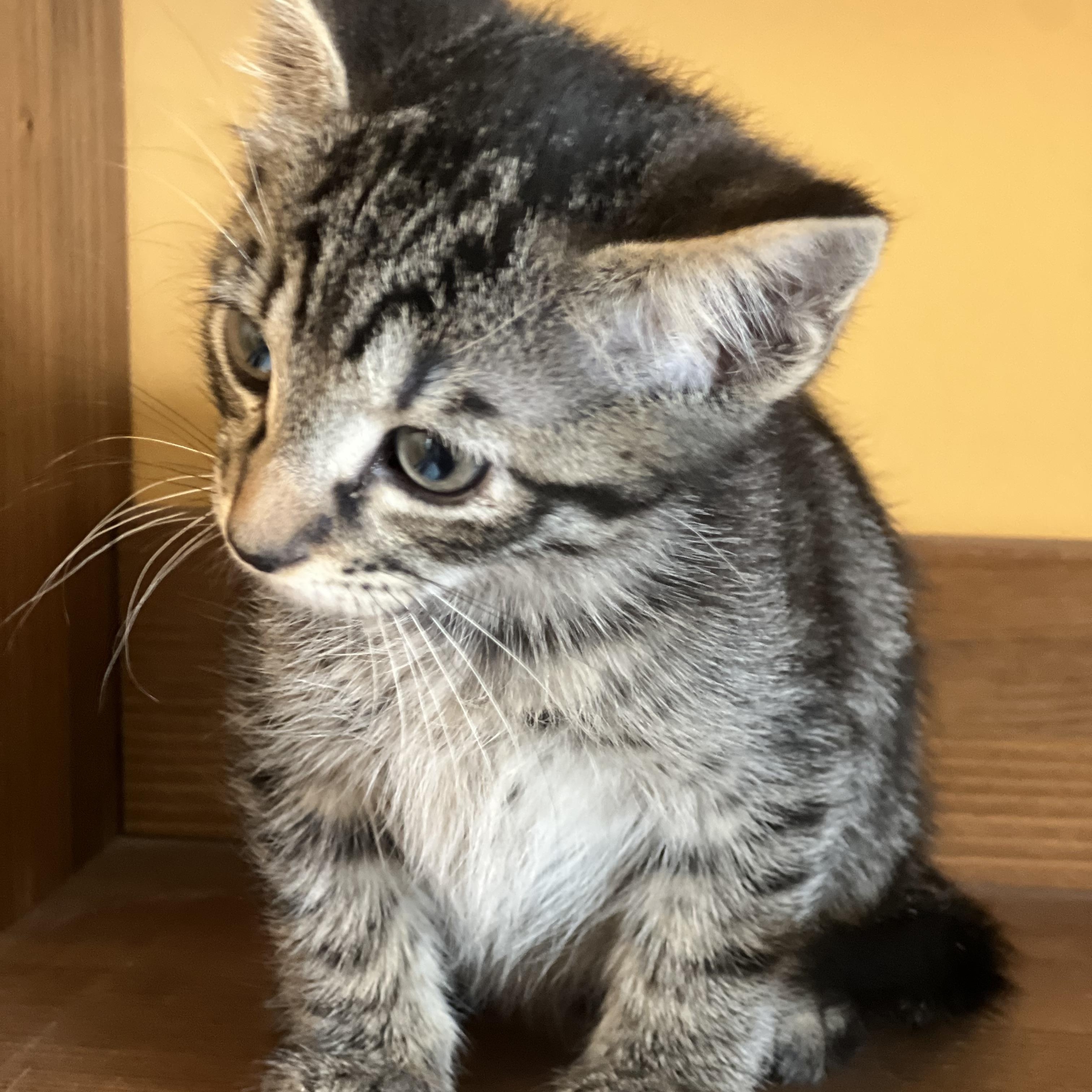 Nori, an adopted Domestic Short Hair in Greensboro, NC image 2/4