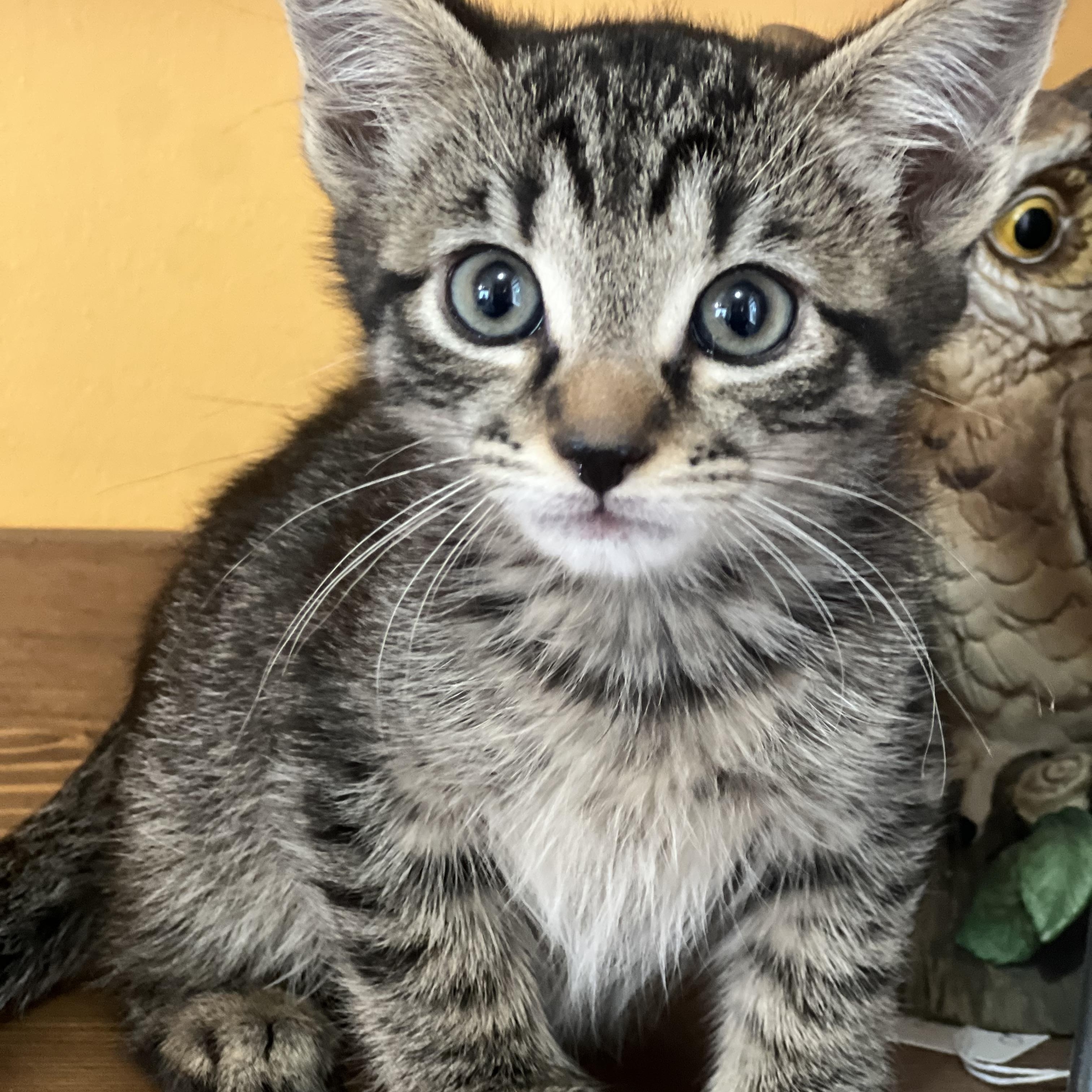 Nori, an adopted Domestic Short Hair in Greensboro, NC image 1/4