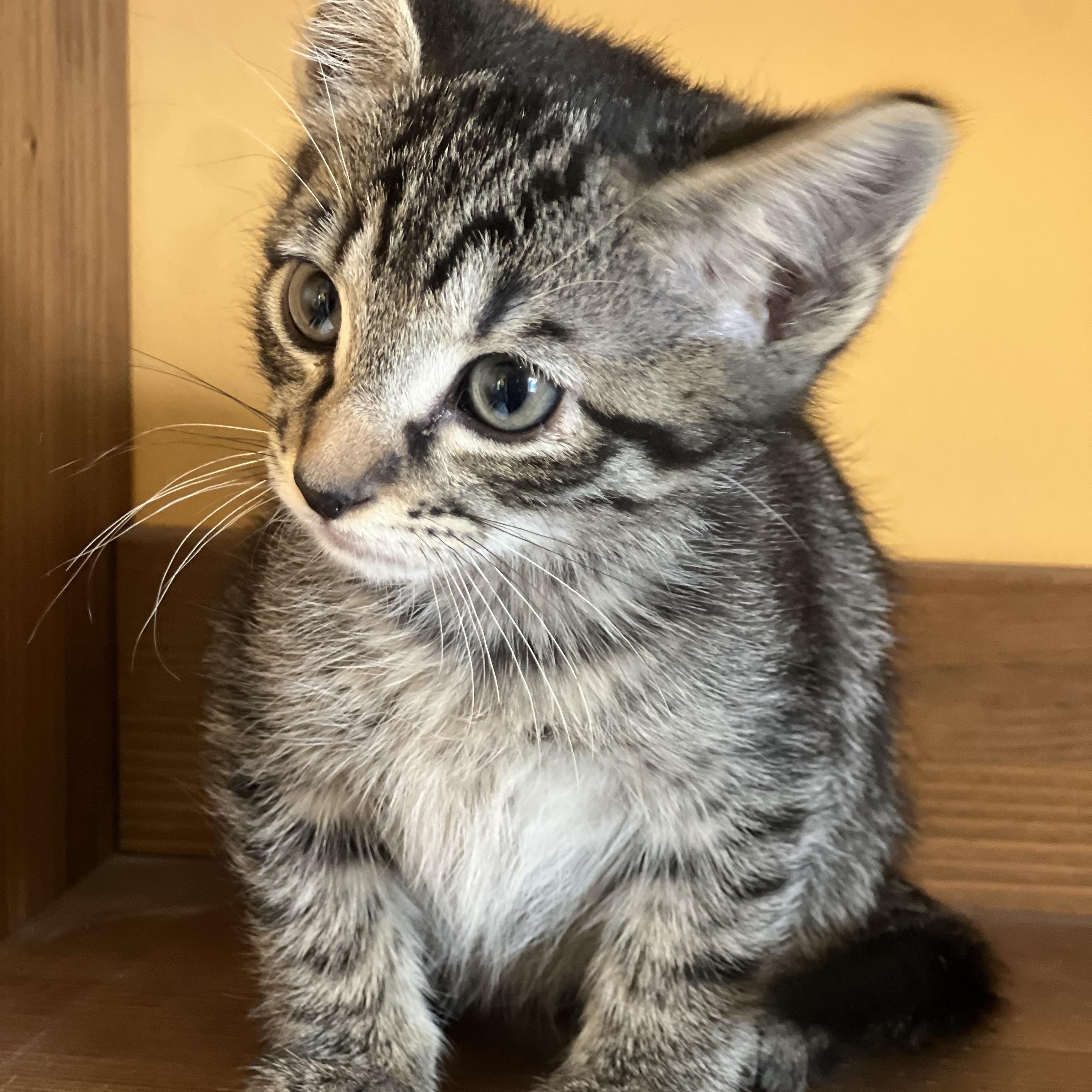 Nori, an adopted Domestic Short Hair in Greensboro, NC image 4/4