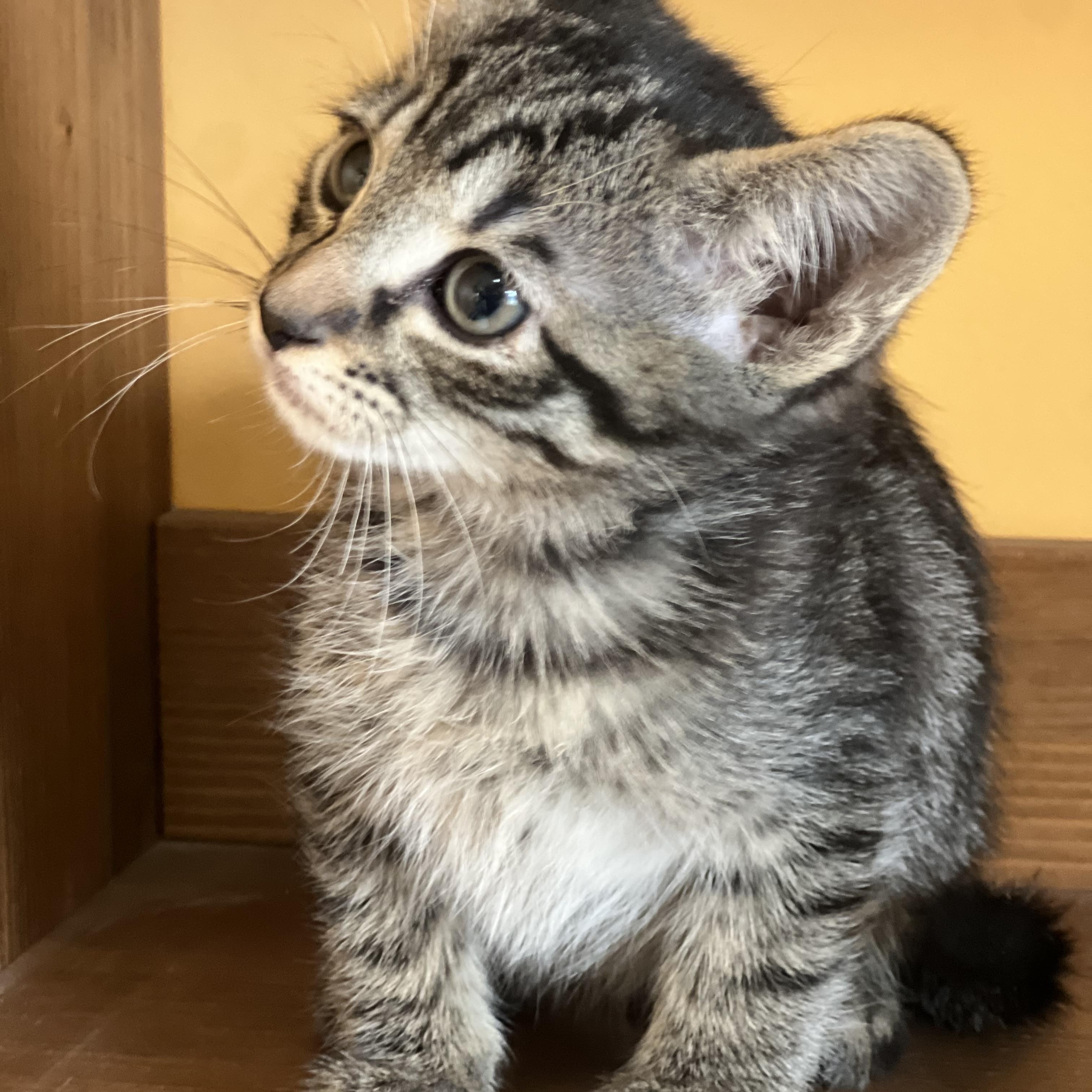 Nori, an adopted Domestic Short Hair in Greensboro, NC image 3/4