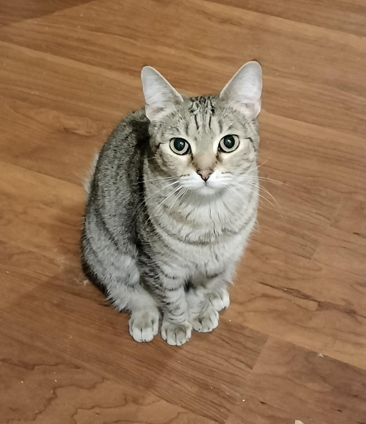 KOALA, an adoptable Abyssinian, Tabby in HEMET, CA, 92544 | Photo Image 2