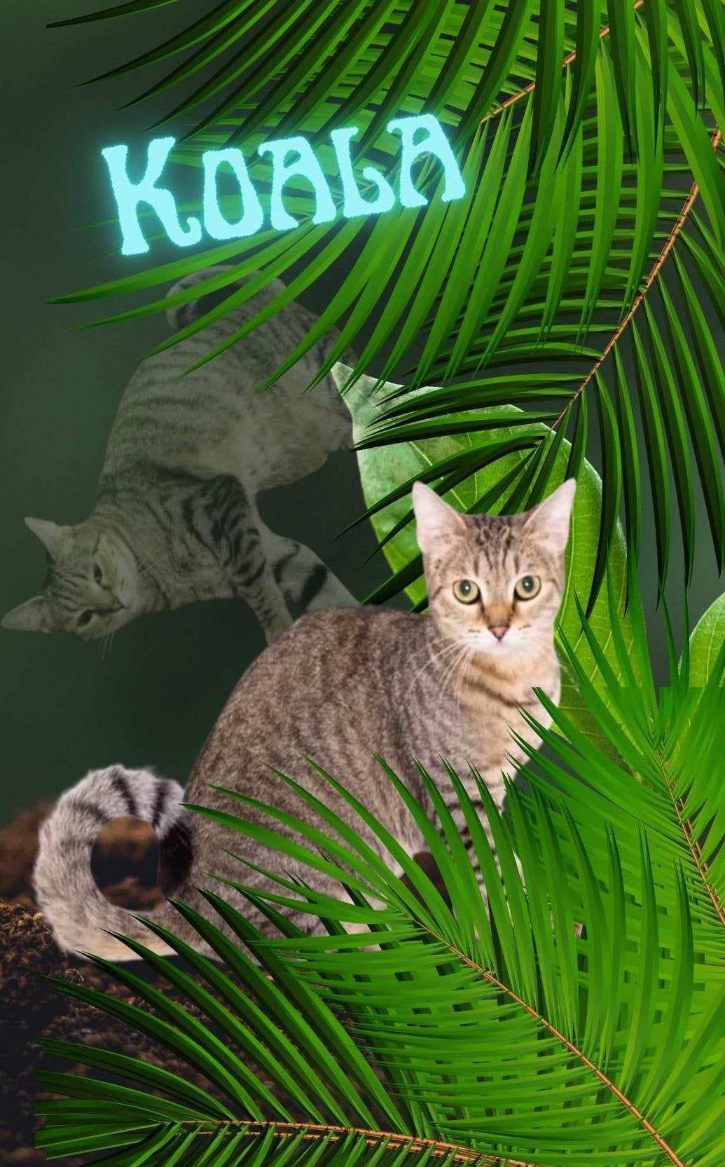 KOALA, an adoptable Abyssinian, Tabby in HEMET, CA, 92544 | Photo Image 3