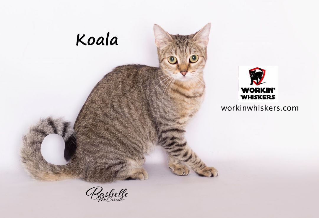 KOALA photo 4