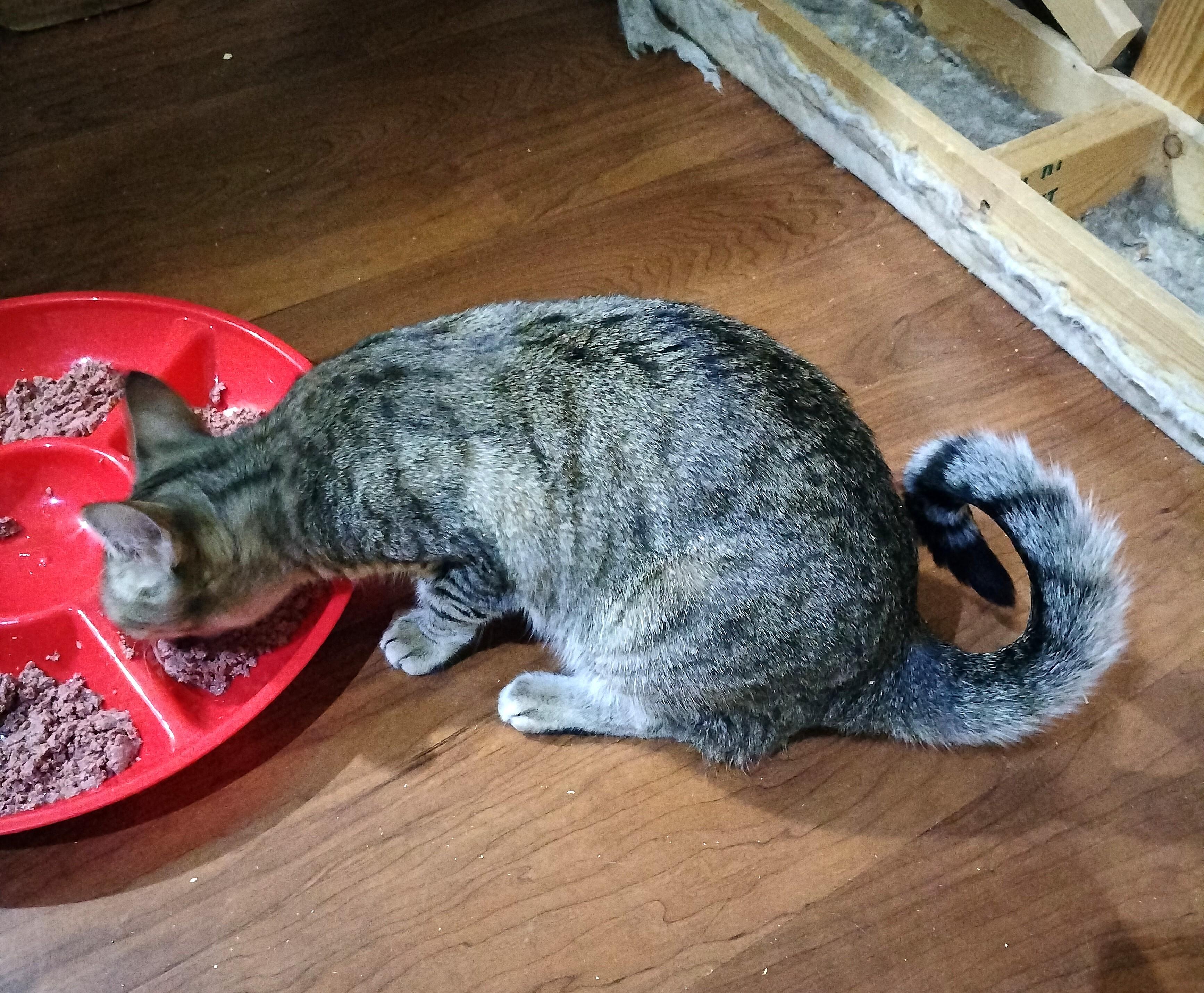 KOALA, an adoptable Abyssinian, Tabby in HEMET, CA, 92544 | Photo Image 5