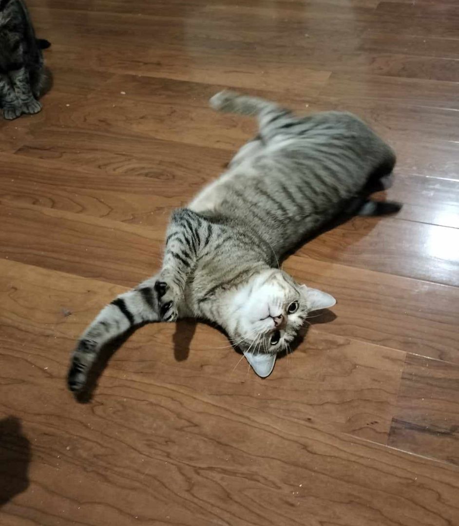 KOALA, a Adoptable mixed breed in HEMET, CA image 5/6