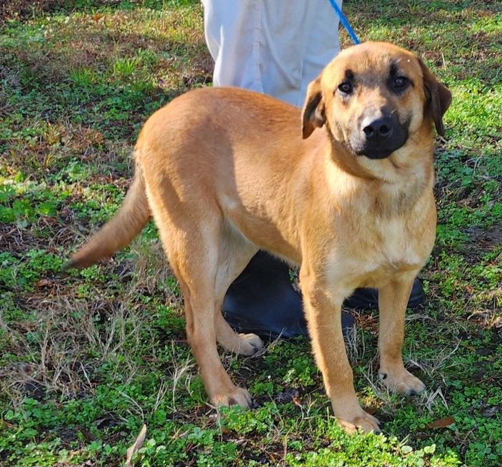 251615  Pumpkin, Adoptable, Young Male Shepherd.