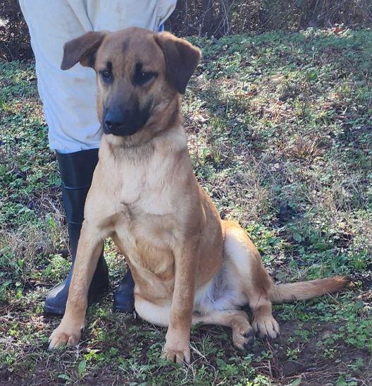 Enlarge 251615  Pumpkin, a Adoptable Shepherd in Wetumpka, AL image 1/3