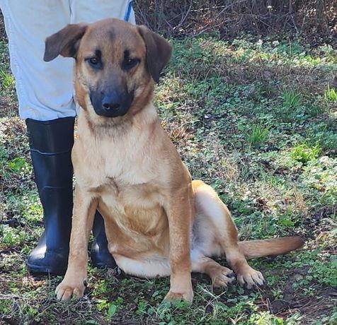 Enlarge 251615  Pumpkin, a Adoptable Shepherd in Wetumpka, AL image 3/3