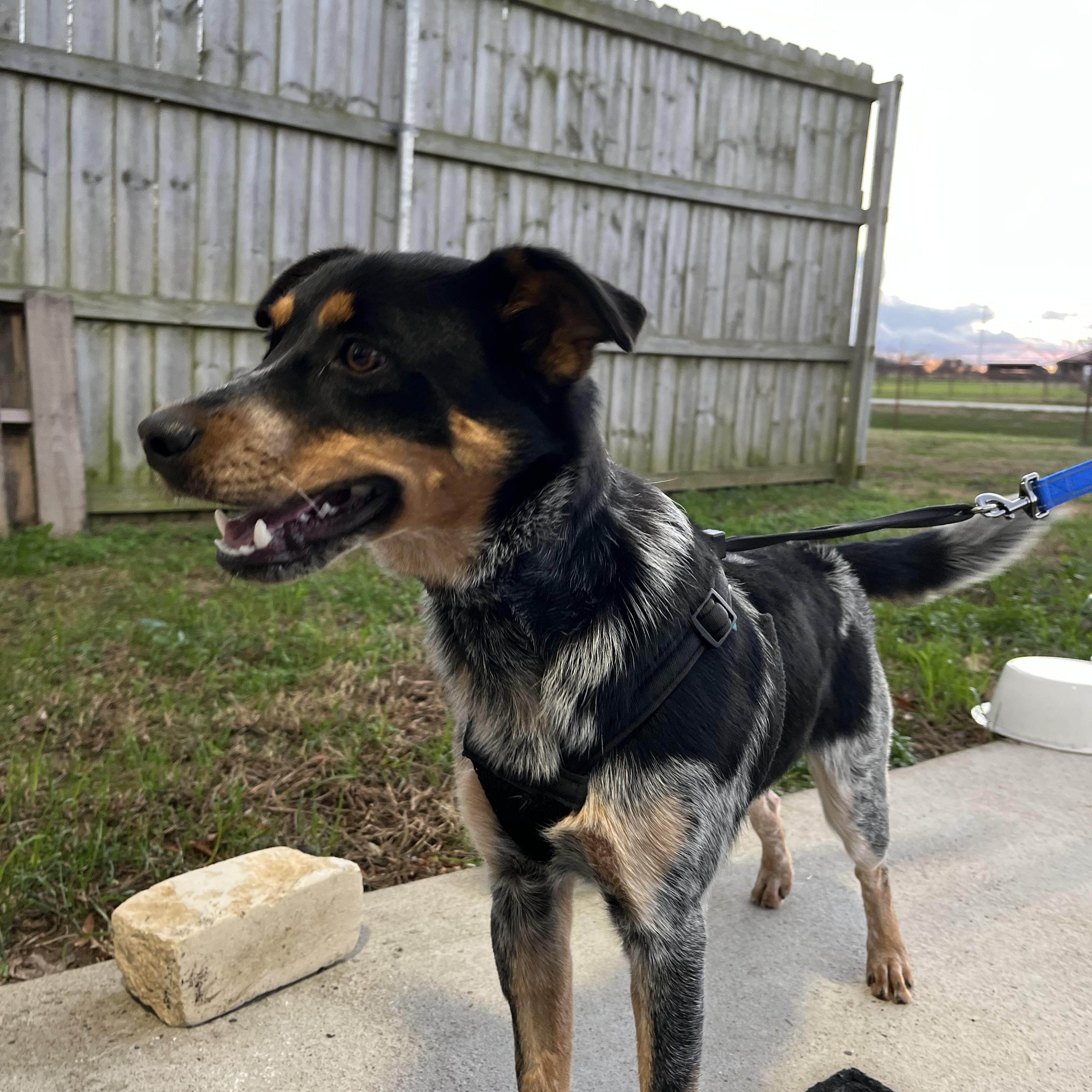 Enlarge Henry, an adopted mixed breed in Centerton, AR image 2/4
