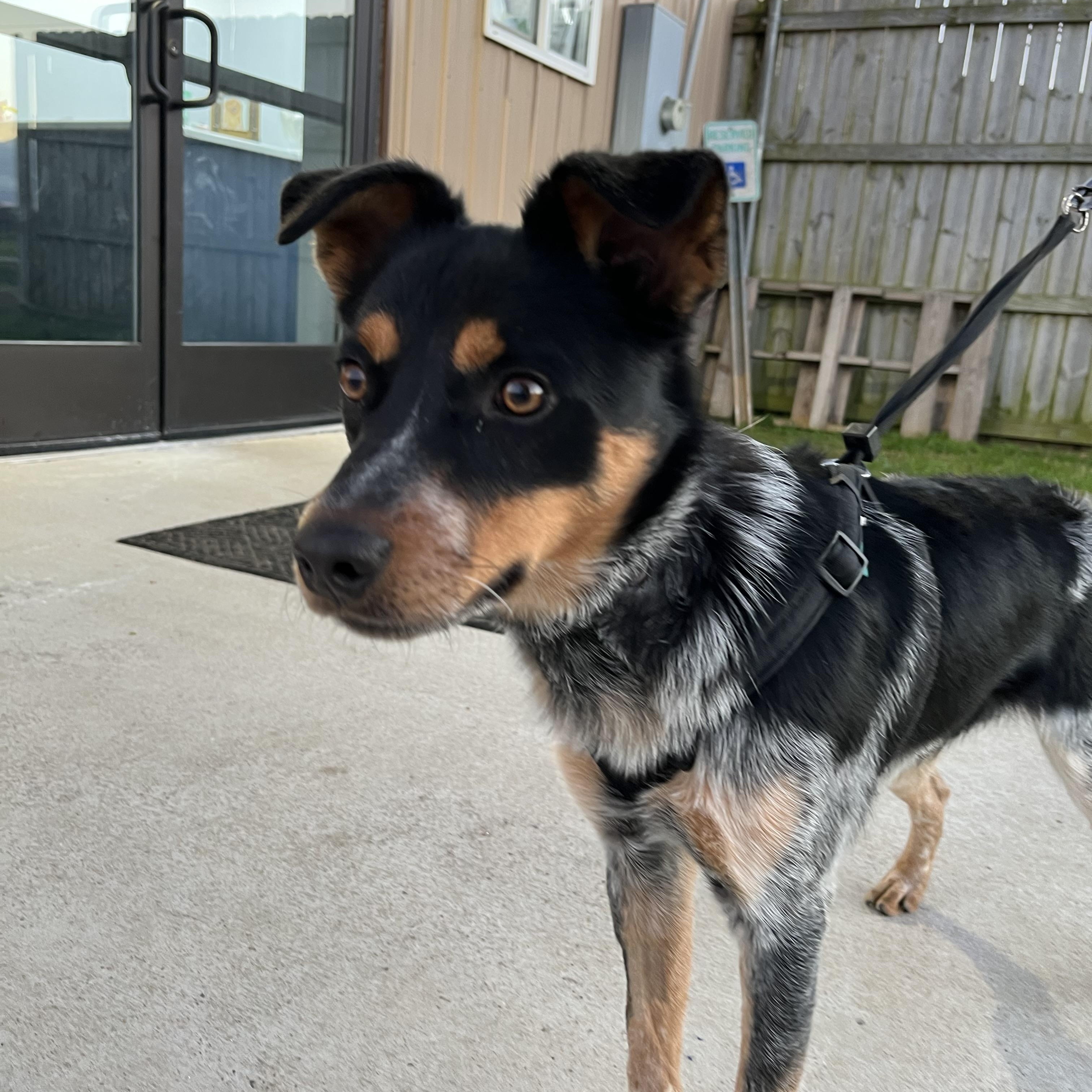 Enlarge Henry, an adopted mixed breed in Centerton, AR image 3/4