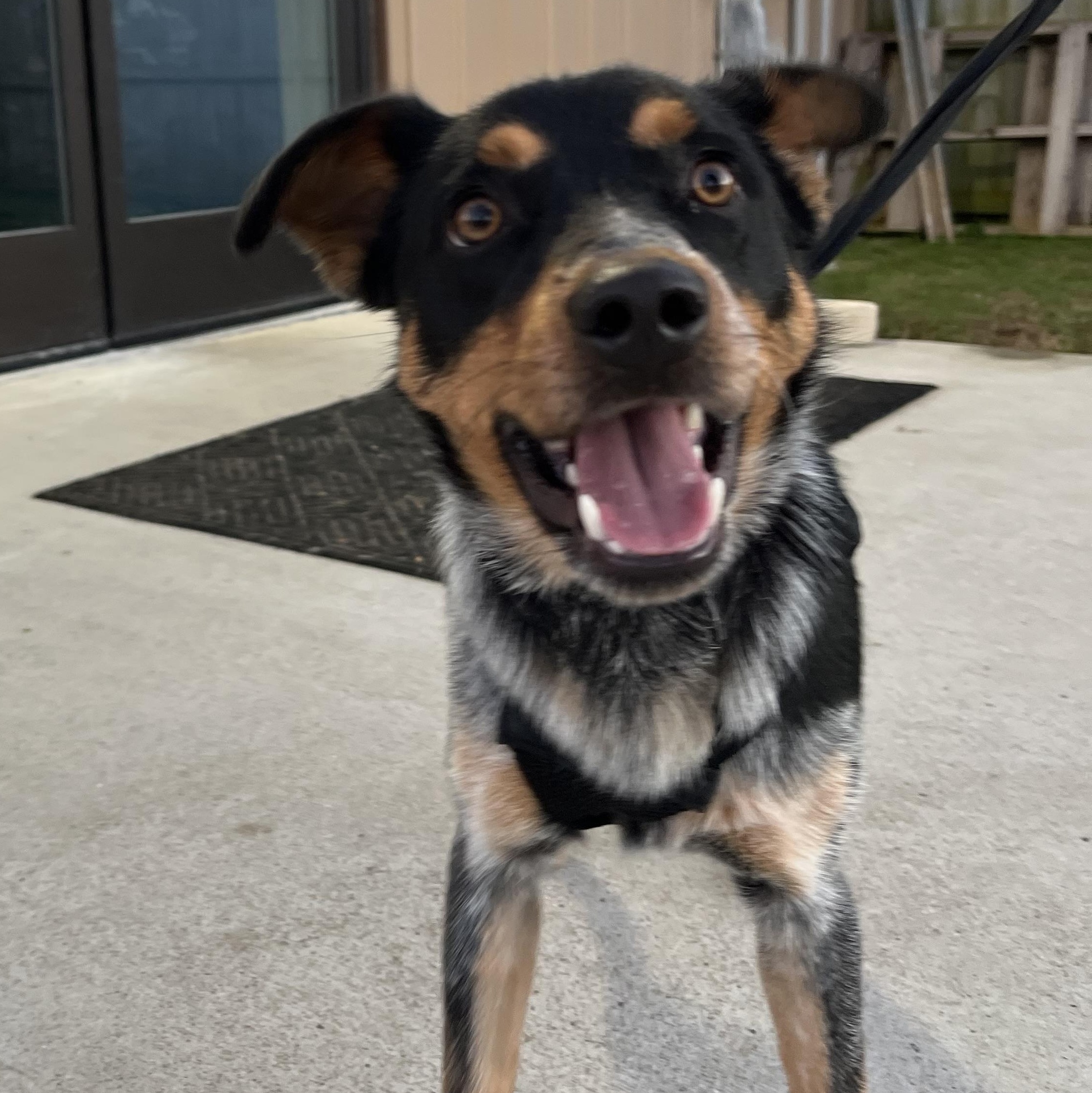 Henry, adopted, Young Male Australian Cattle Dog / Blue Heeler & Border Collie.