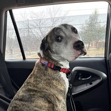 Enlarge 26-00178 BRYNN, an adopted mixed breed in Fredericksburg, VA image 2/3