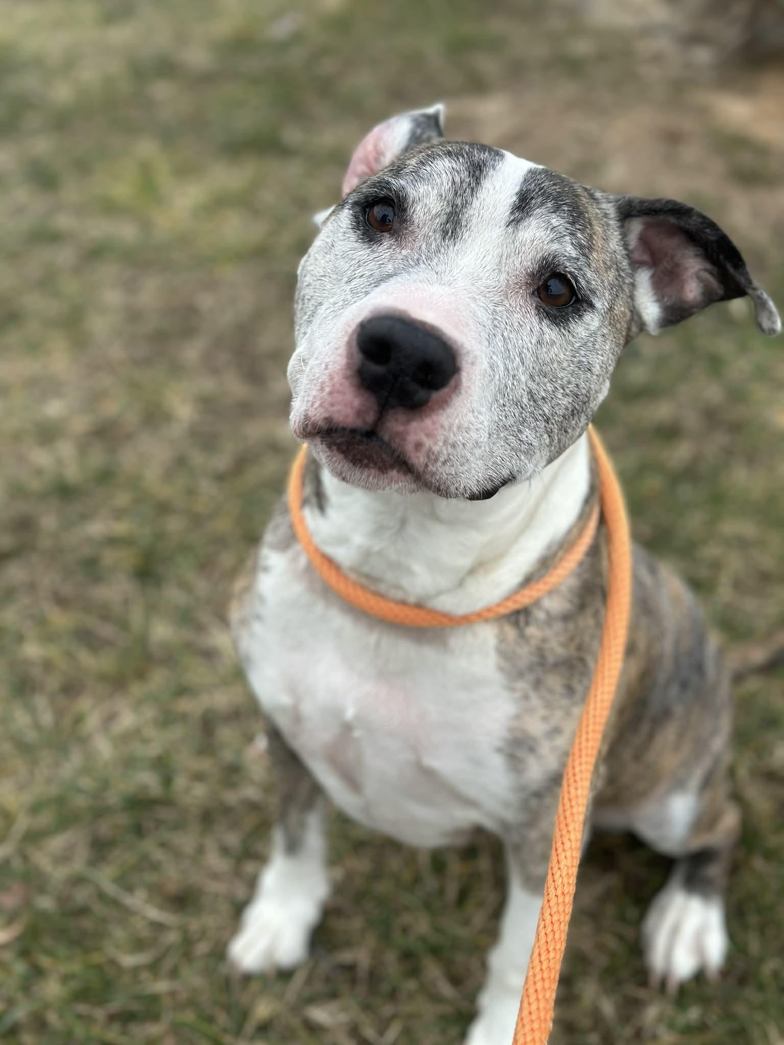 Enlarge 26-00178 BRYNN, an adopted mixed breed in Fredericksburg, VA image 1/3