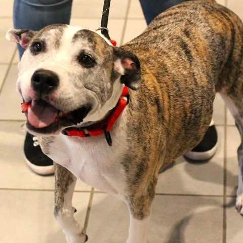 Enlarge 26-00178 BRYNN, an adopted mixed breed in Fredericksburg, VA image 3/3