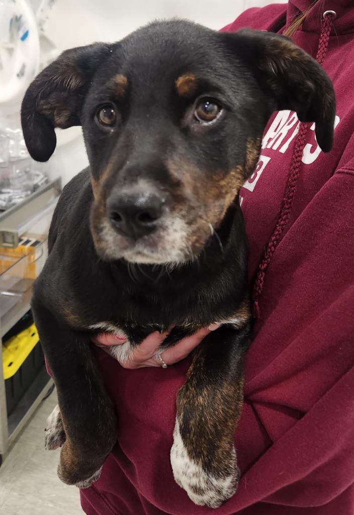 Poppy, Adoptable, Puppy Female Border Collie & Black Labrador Retriever.