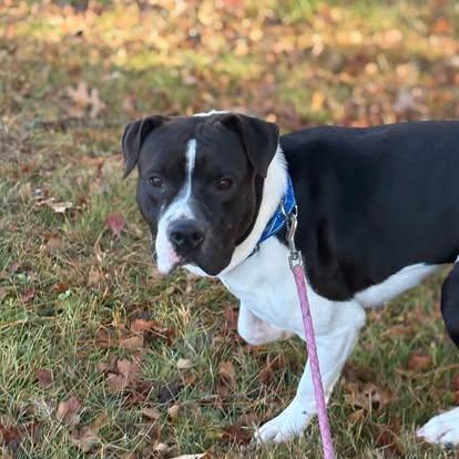 Dobby, Adoptable, Adult Female Mixed Breed.