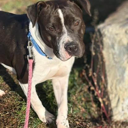 Dobby, a Adoptable mixed breed in Brooks, ME image 2/4