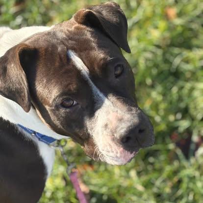 Dobby, a Adoptable mixed breed in Brooks, ME image 3/4