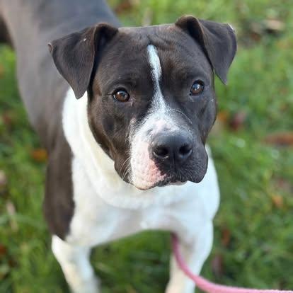 Dobby, a Adoptable mixed breed in Brooks, ME image 4/4