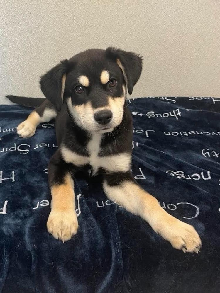 Emma, Adoptable, Puppy Female Husky.