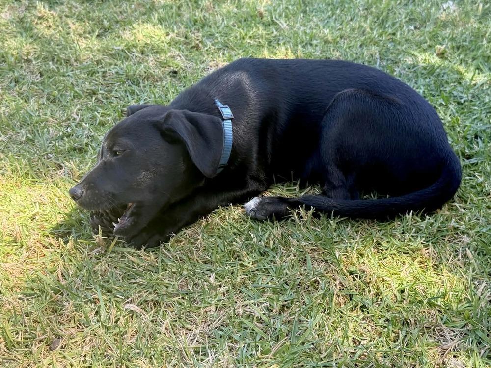 Enlarge Jose Miguel, a Adoptable mixed breed in Pomona, CA image 2/4