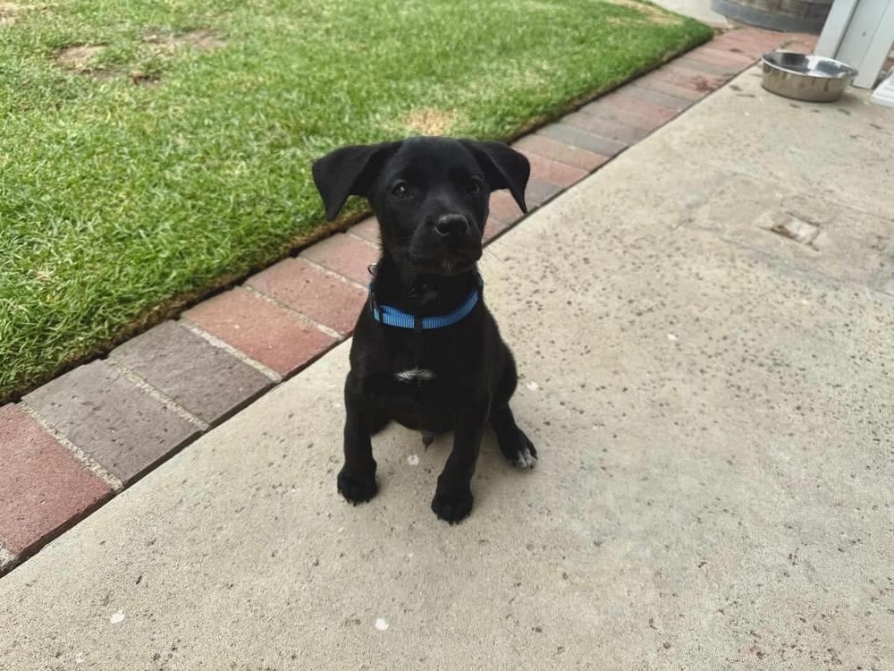 Enlarge Jose Miguel, a Adoptable mixed breed in Pomona, CA image 4/4