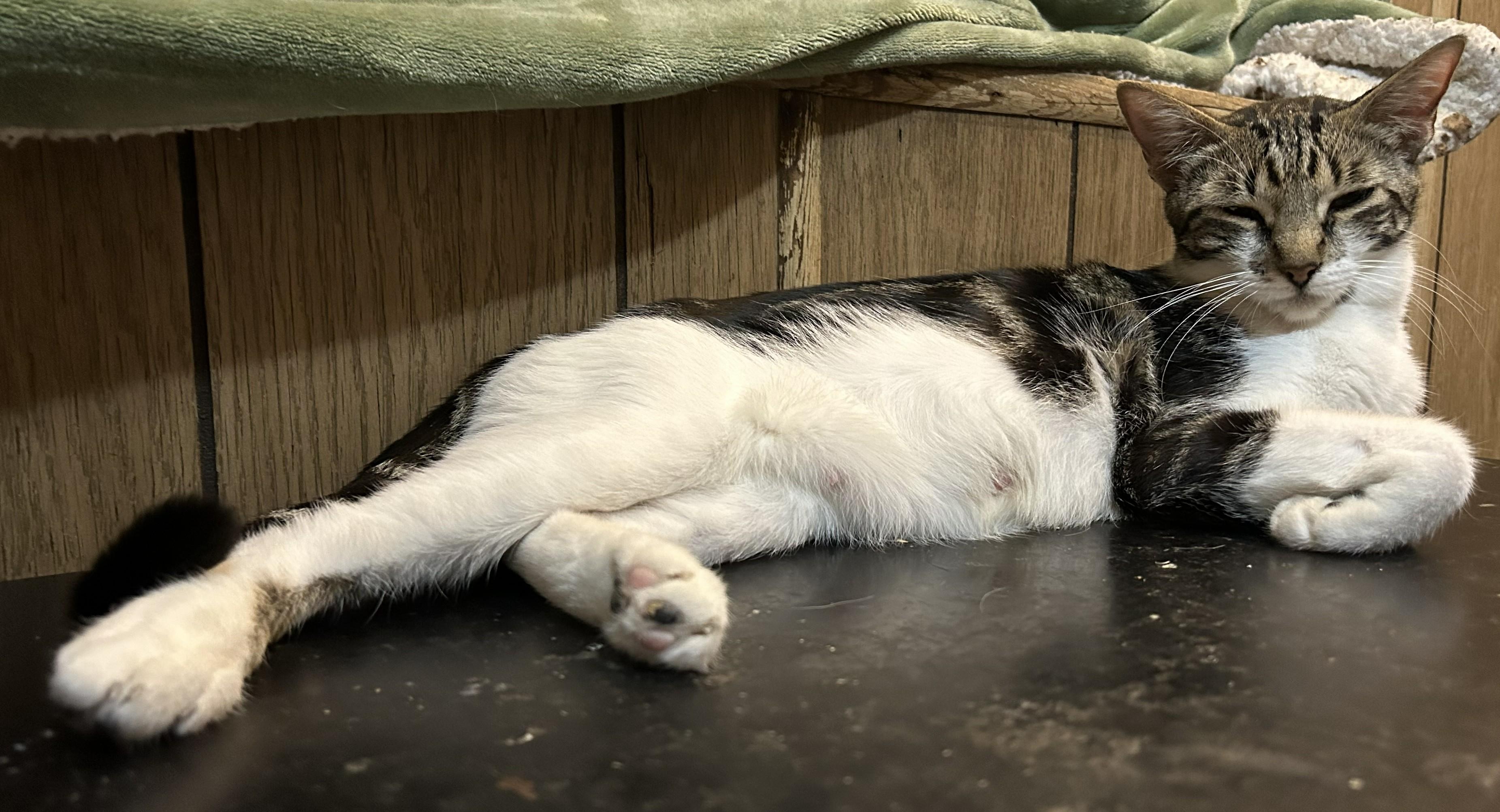 Enlarge Junior -A Sweet, Mellow Girl Ready for Her Forever Home - Courtesy Listing, a ADOPTABLE Domestic Short Hair in Prescott, AZ image 2/3