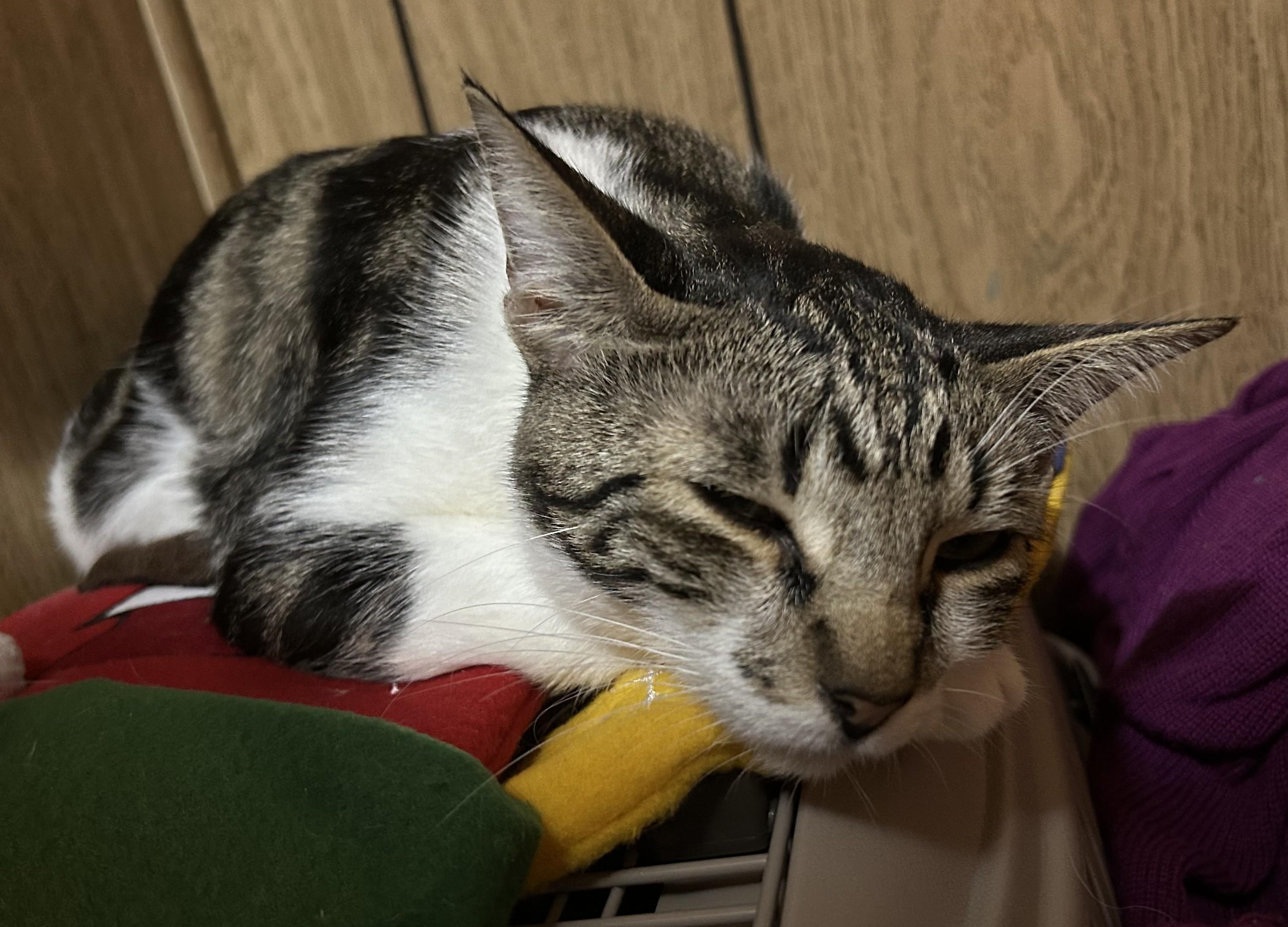 Enlarge Junior -A Sweet, Mellow Girl Ready for Her Forever Home - Courtesy Listing, a ADOPTABLE Domestic Short Hair in Prescott, AZ image 3/3