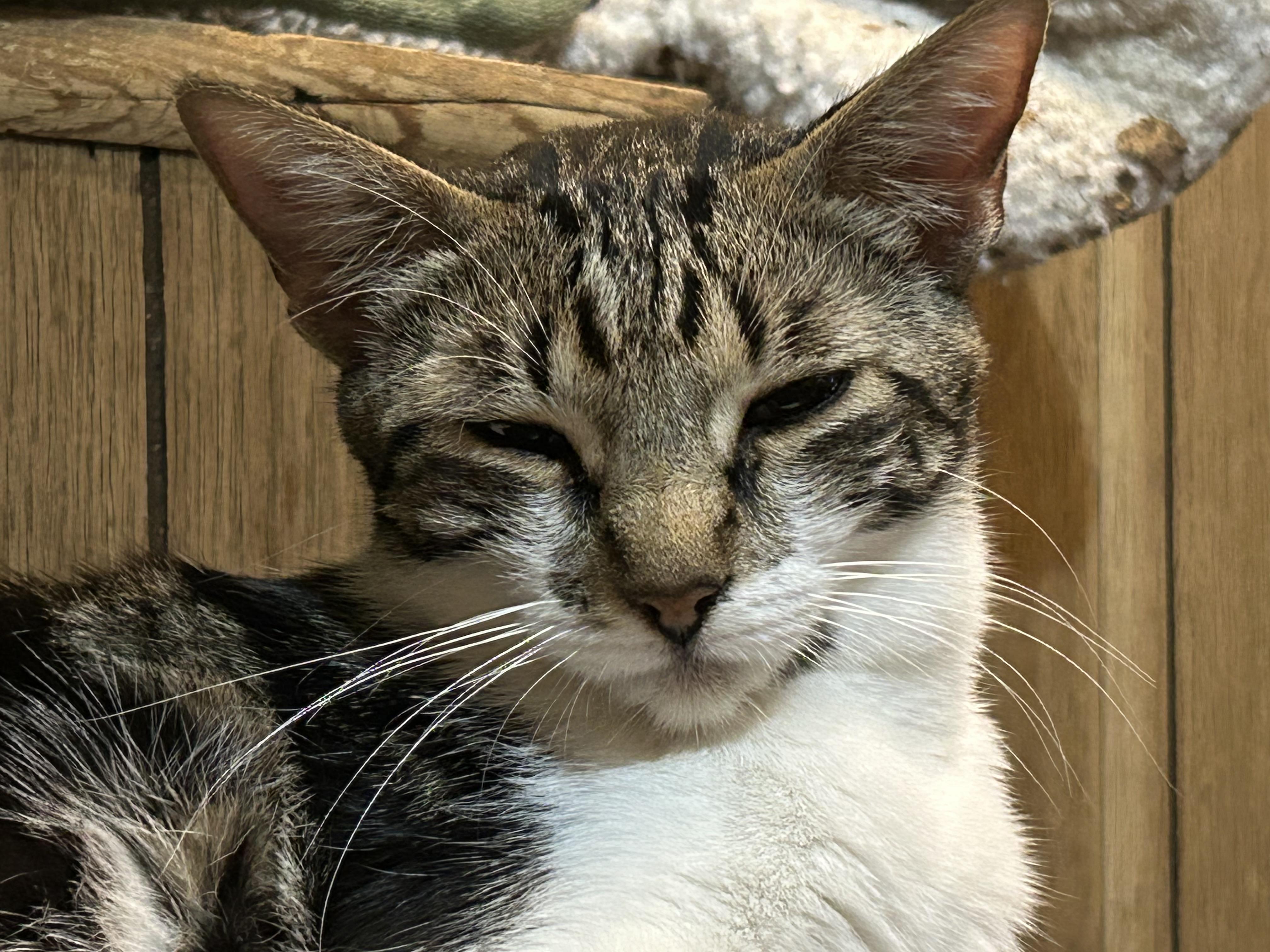 Enlarge Junior -A Sweet, Mellow Girl Ready for Her Forever Home - Courtesy Listing, a ADOPTABLE Domestic Short Hair in Prescott, AZ image 1/3