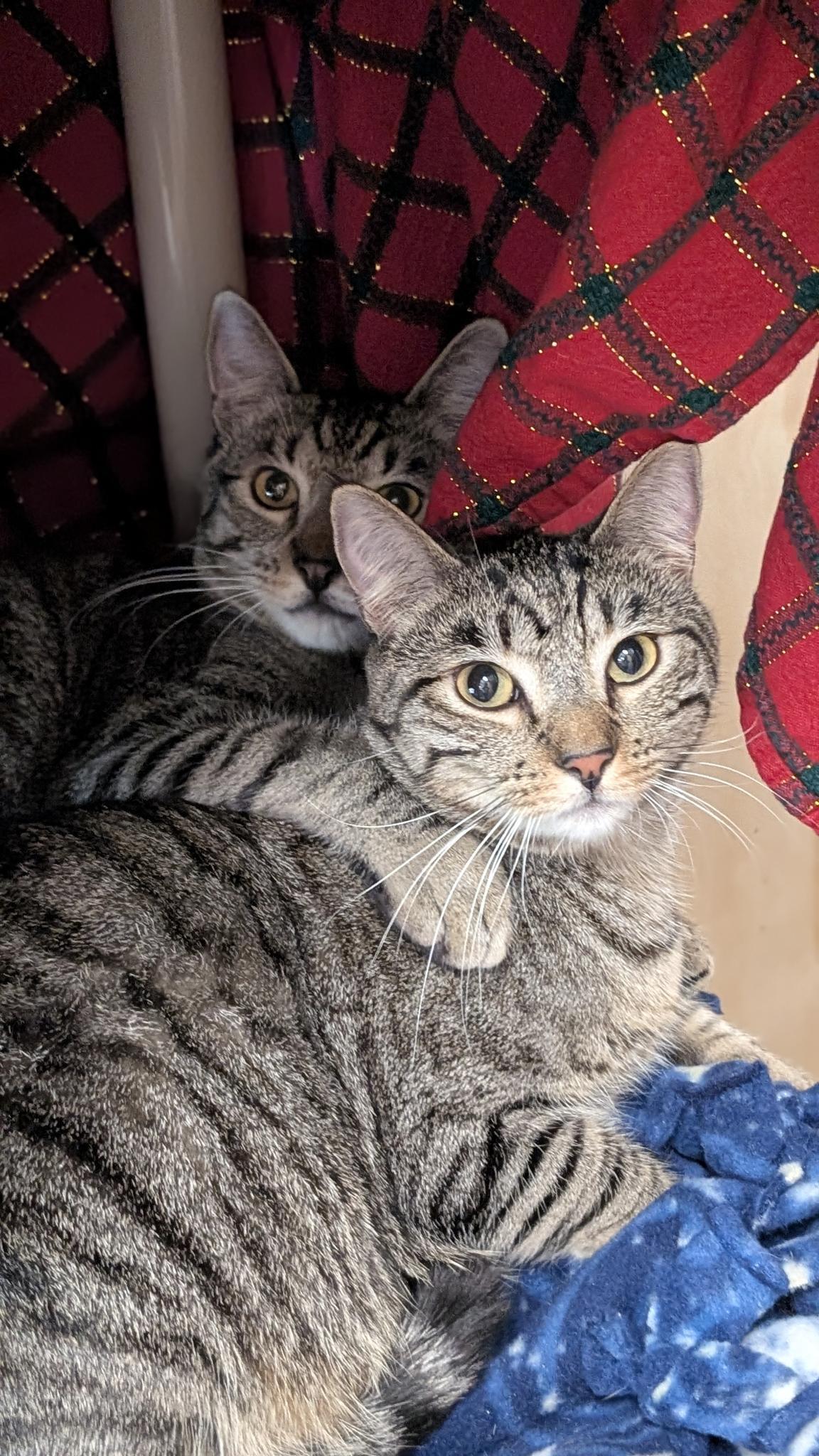 Enlarge Dill (bonded with Della), a ADOPTABLE Domestic Short Hair in Petaluma, CA image 1/6