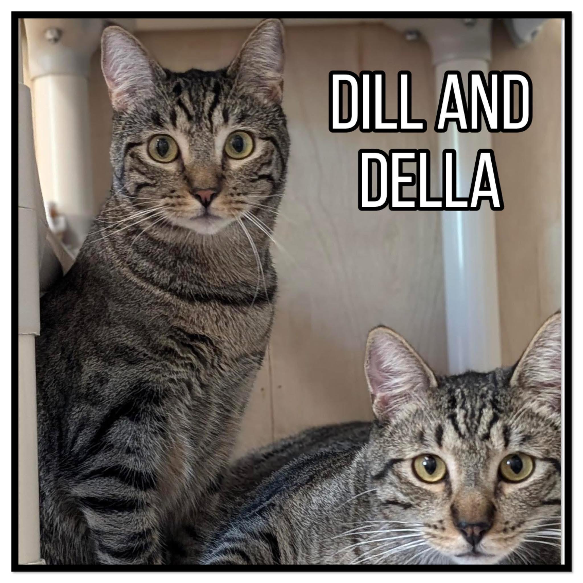 Enlarge Dill (bonded with Della), a ADOPTABLE Domestic Short Hair in Petaluma, CA image 2/6