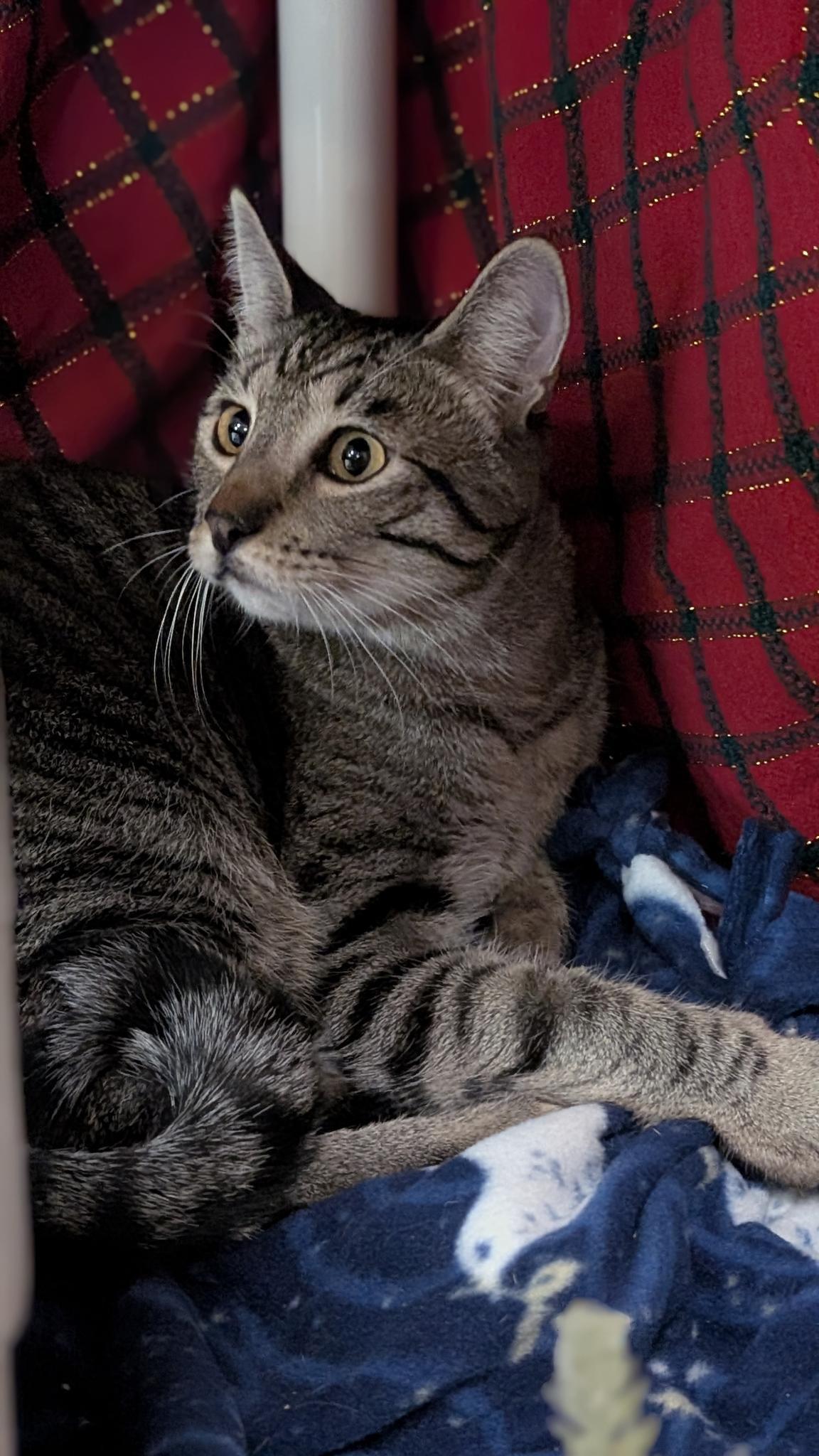 Enlarge Dill (bonded with Della), a ADOPTABLE Domestic Short Hair in Petaluma, CA image 3/6