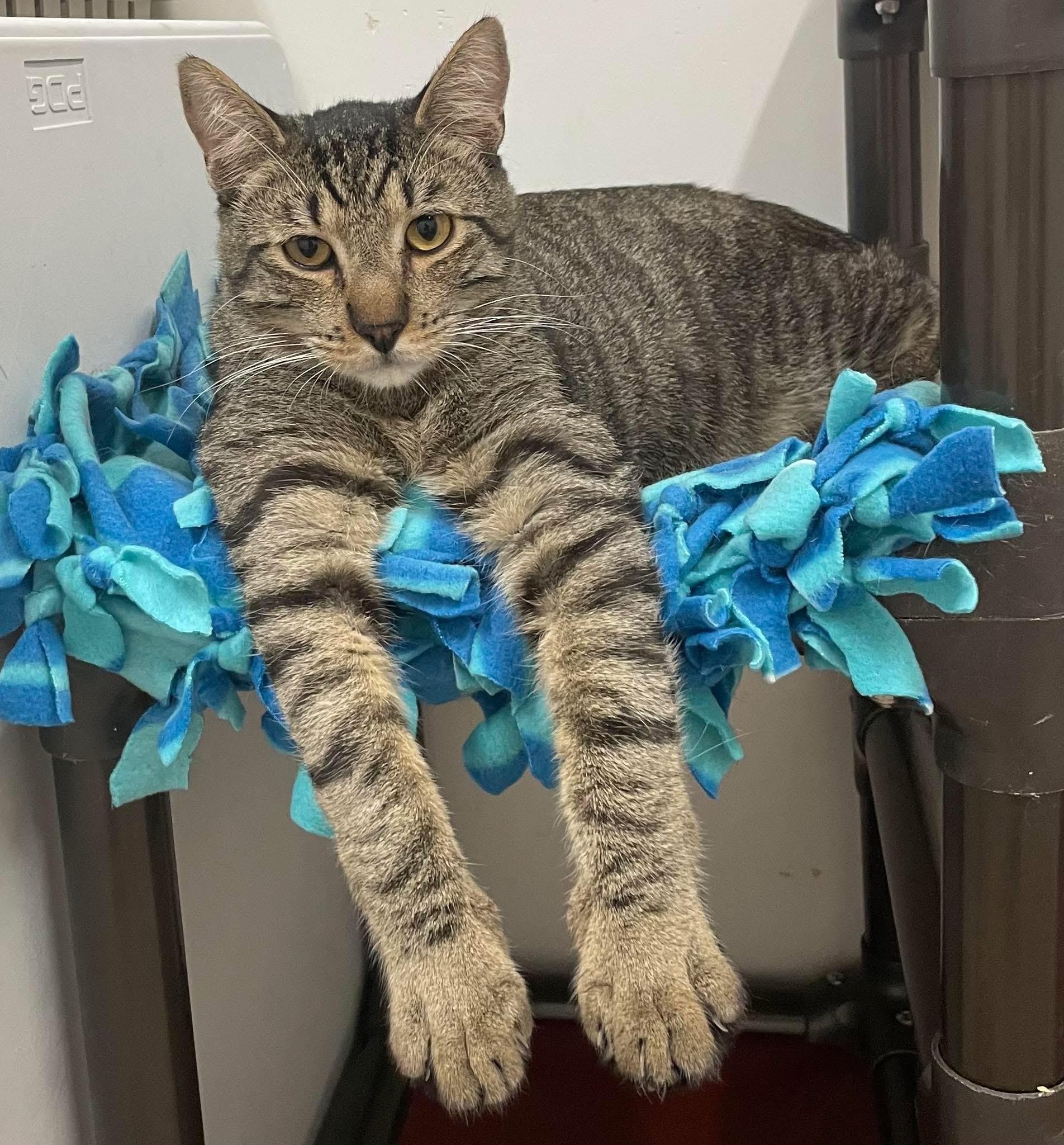 Enlarge Dill (bonded with Della), a ADOPTABLE Domestic Short Hair in Petaluma, CA image 4/6