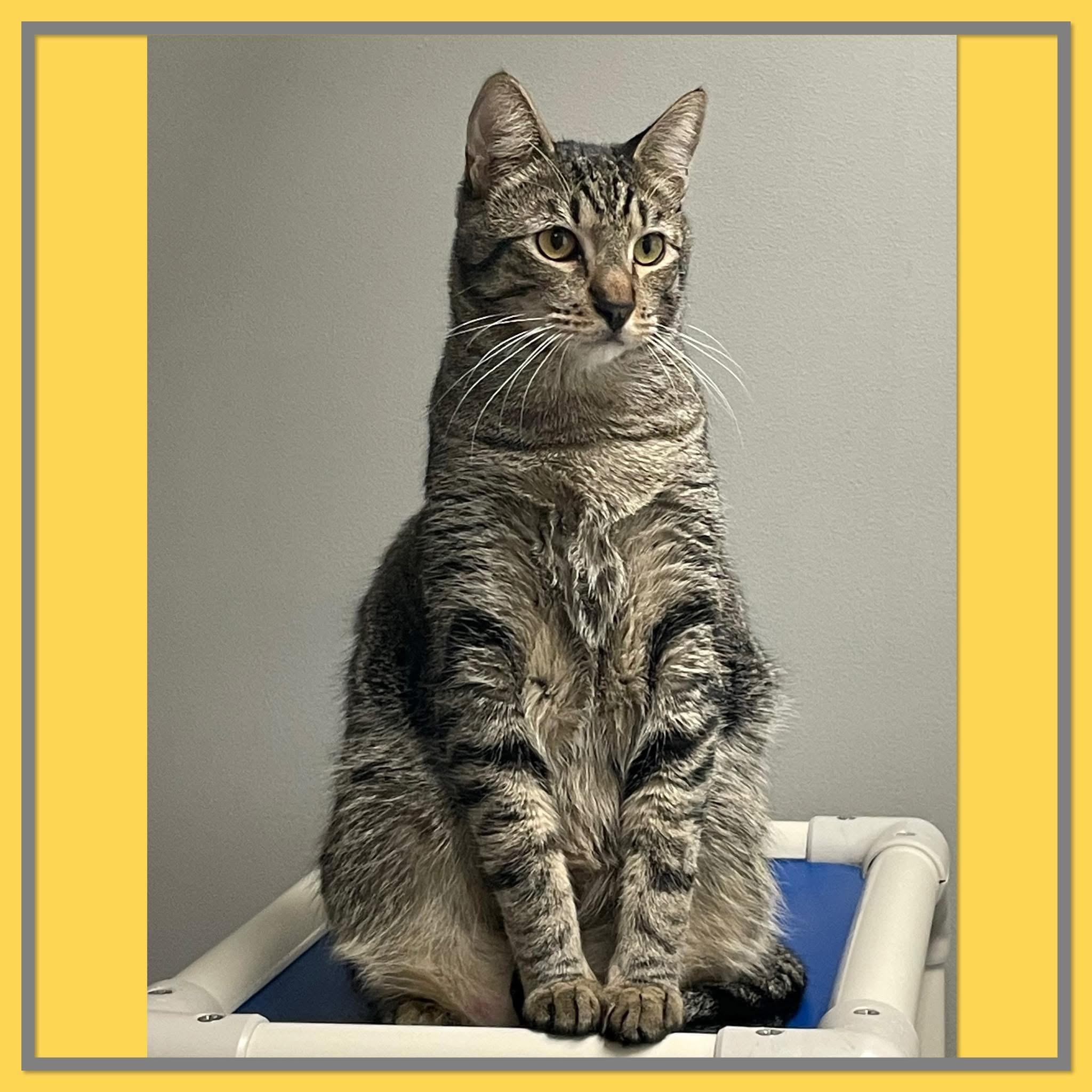 Enlarge Dill (bonded with Della), a ADOPTABLE Domestic Short Hair in Petaluma, CA image 5/6