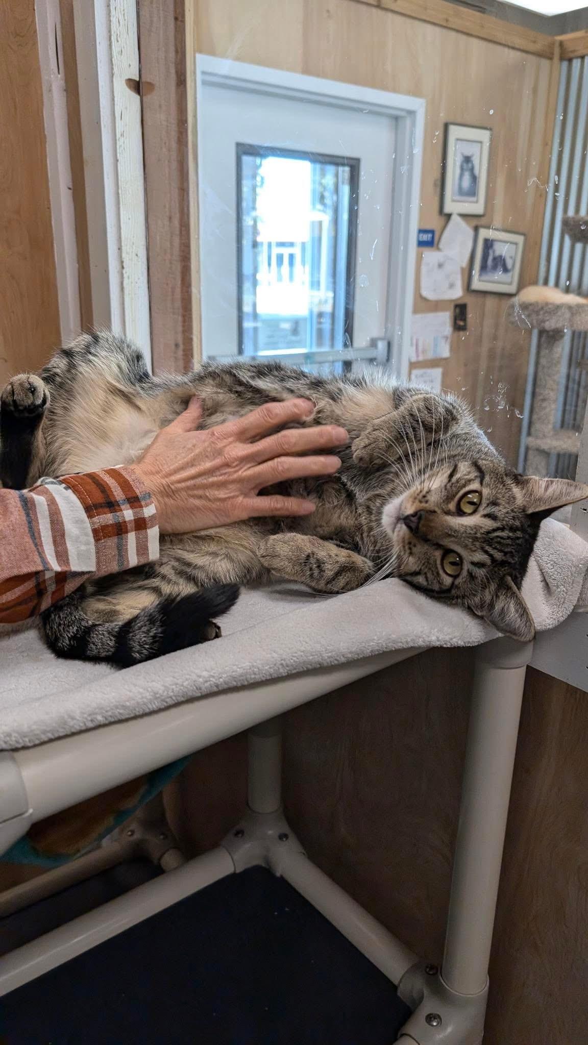 Enlarge Dill (bonded with Della), a ADOPTABLE Domestic Short Hair in Petaluma, CA image 6/6