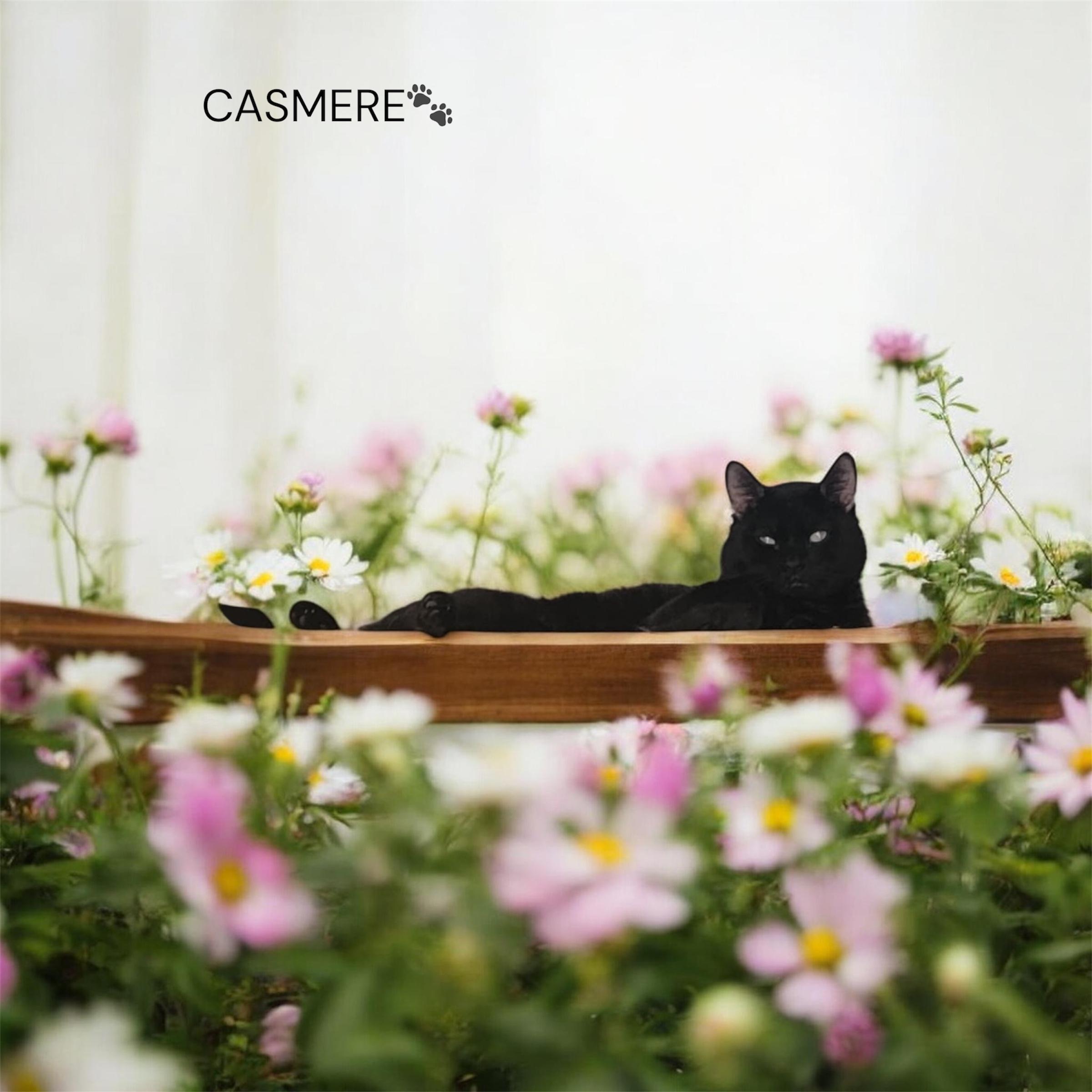 Cashmir, Adoptable, Young Male Domestic Medium Hair.