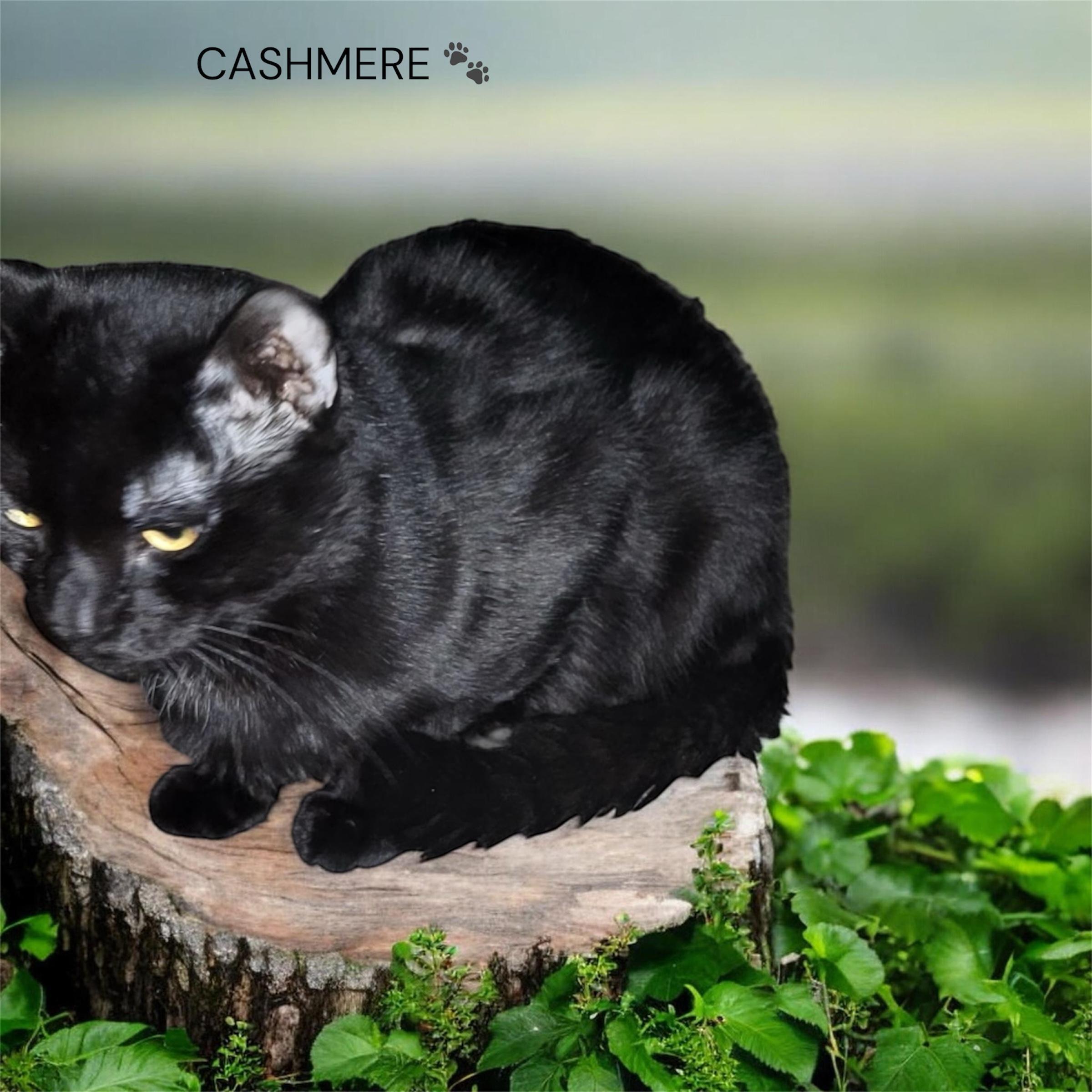 Enlarge Cashmir, a Adoptable Domestic Medium Hair in North Bergen, NJ image 3/3